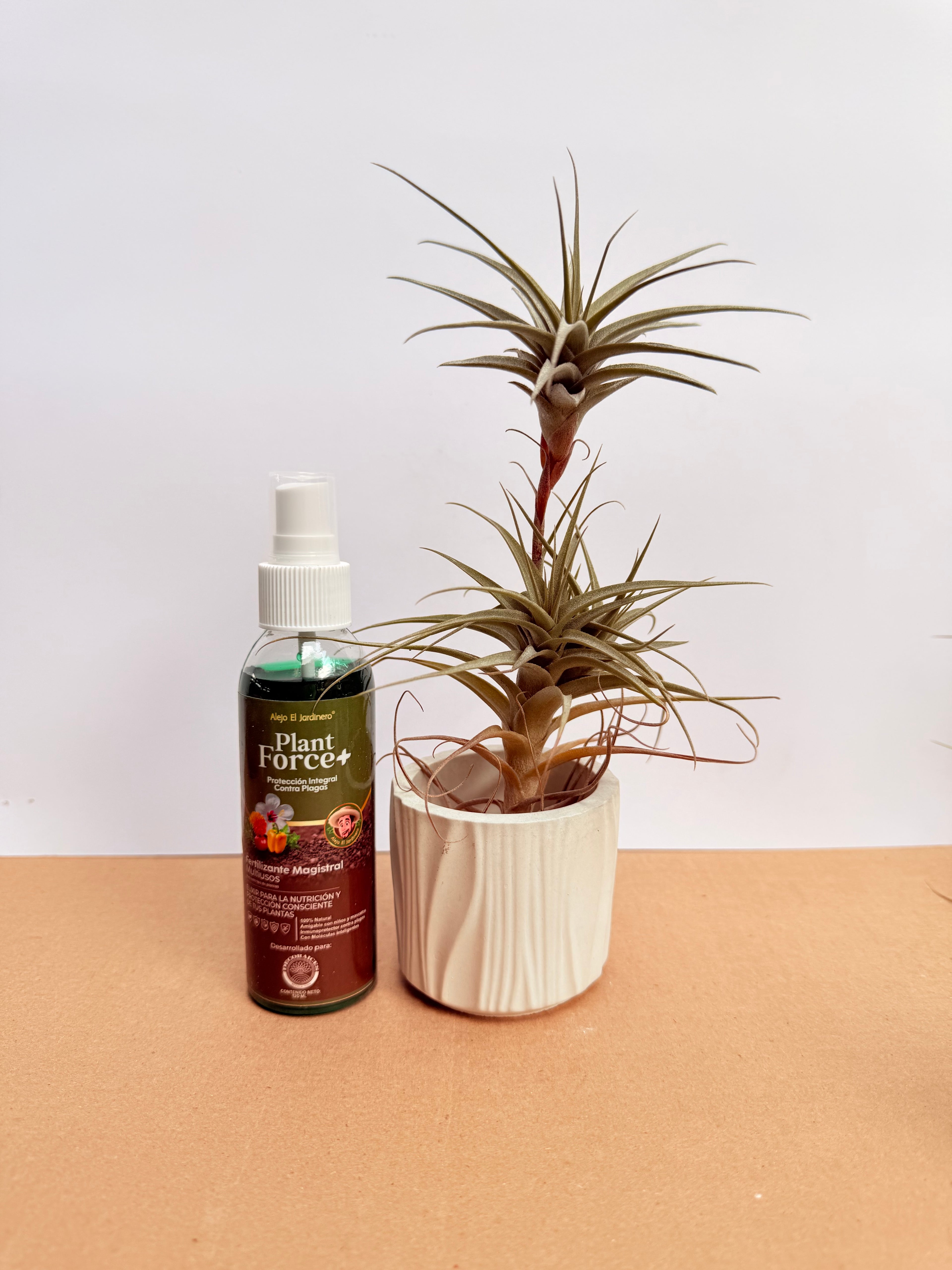 Kit Till. Mororum + plant force + matera