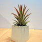 Till. ionantha var. van-hyningii