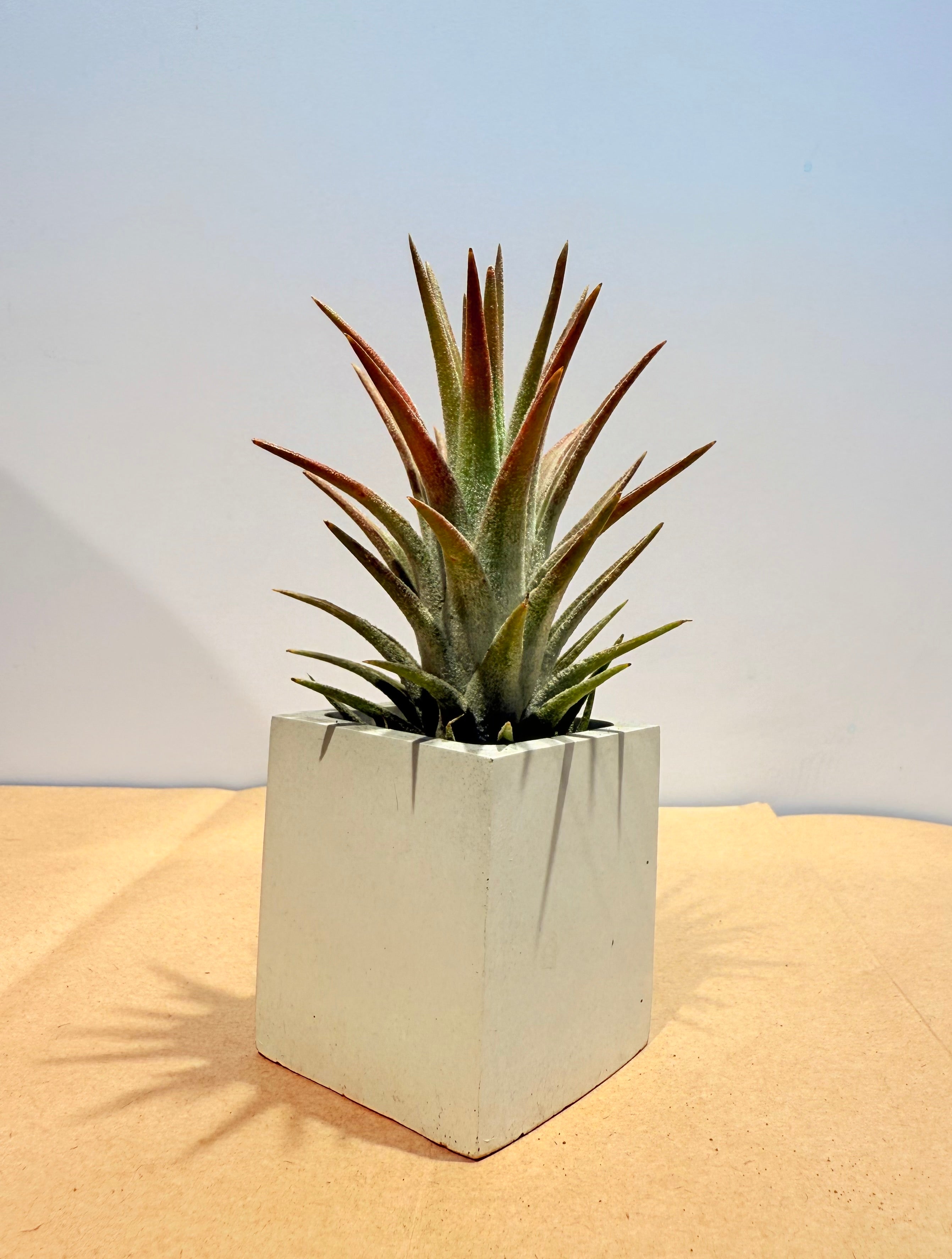 Till. ionantha var. van-hyningii