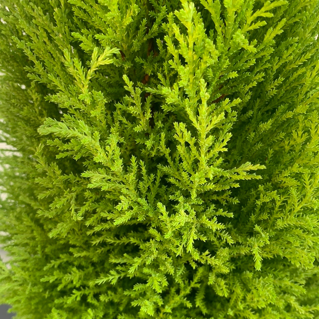 Lemon pine kokedamas