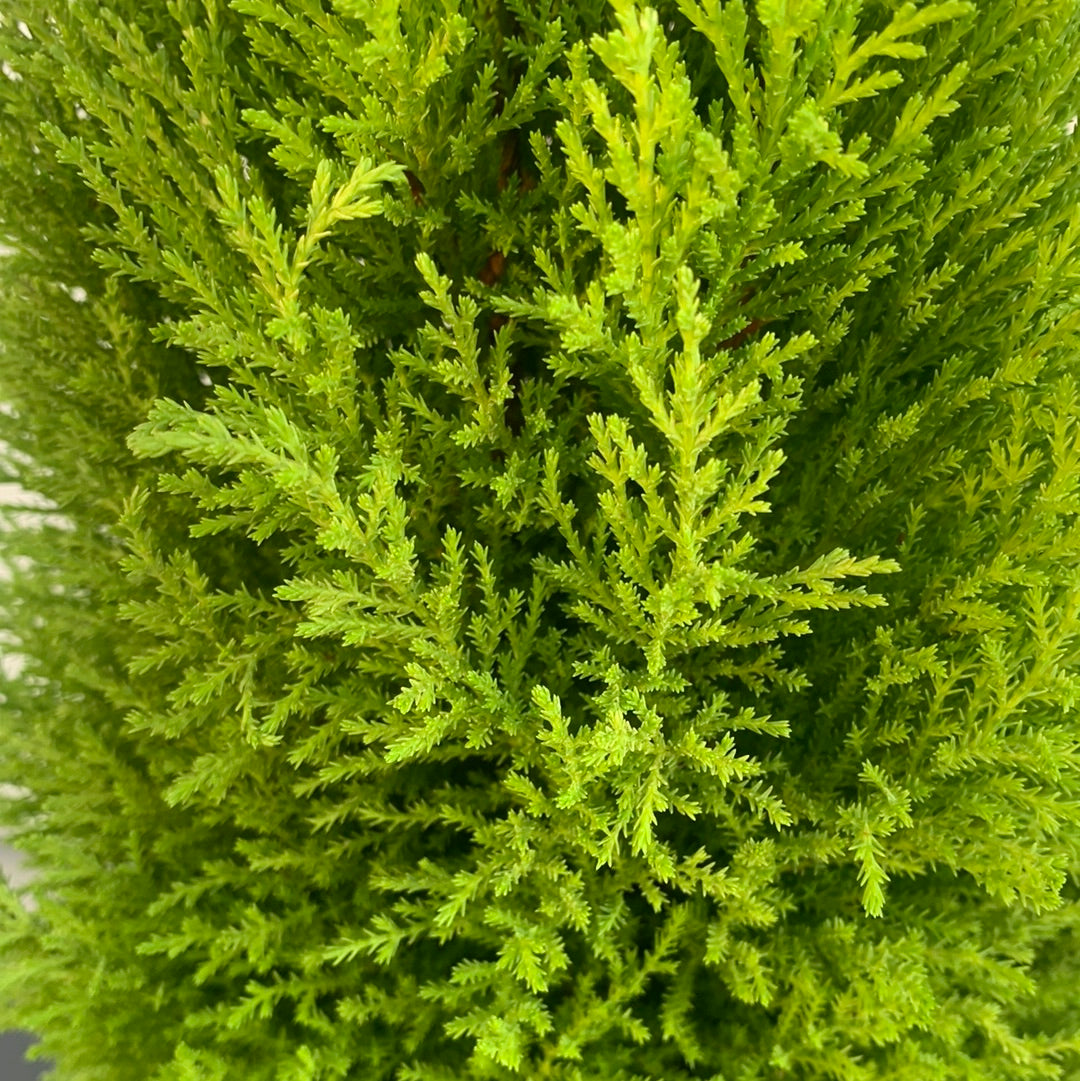 Lemon pine kokedamas