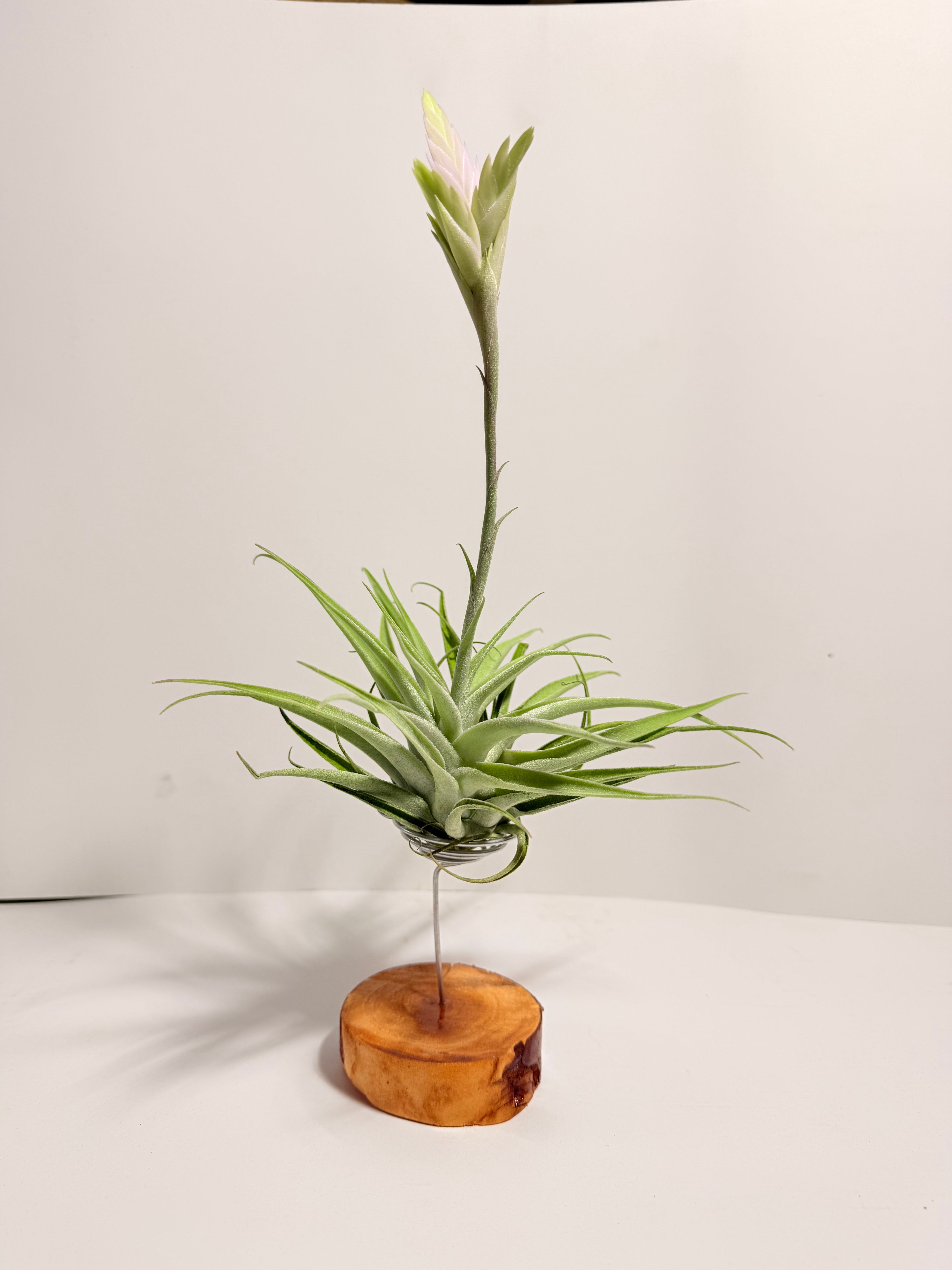 Tillandsia Cacticola regular form botón