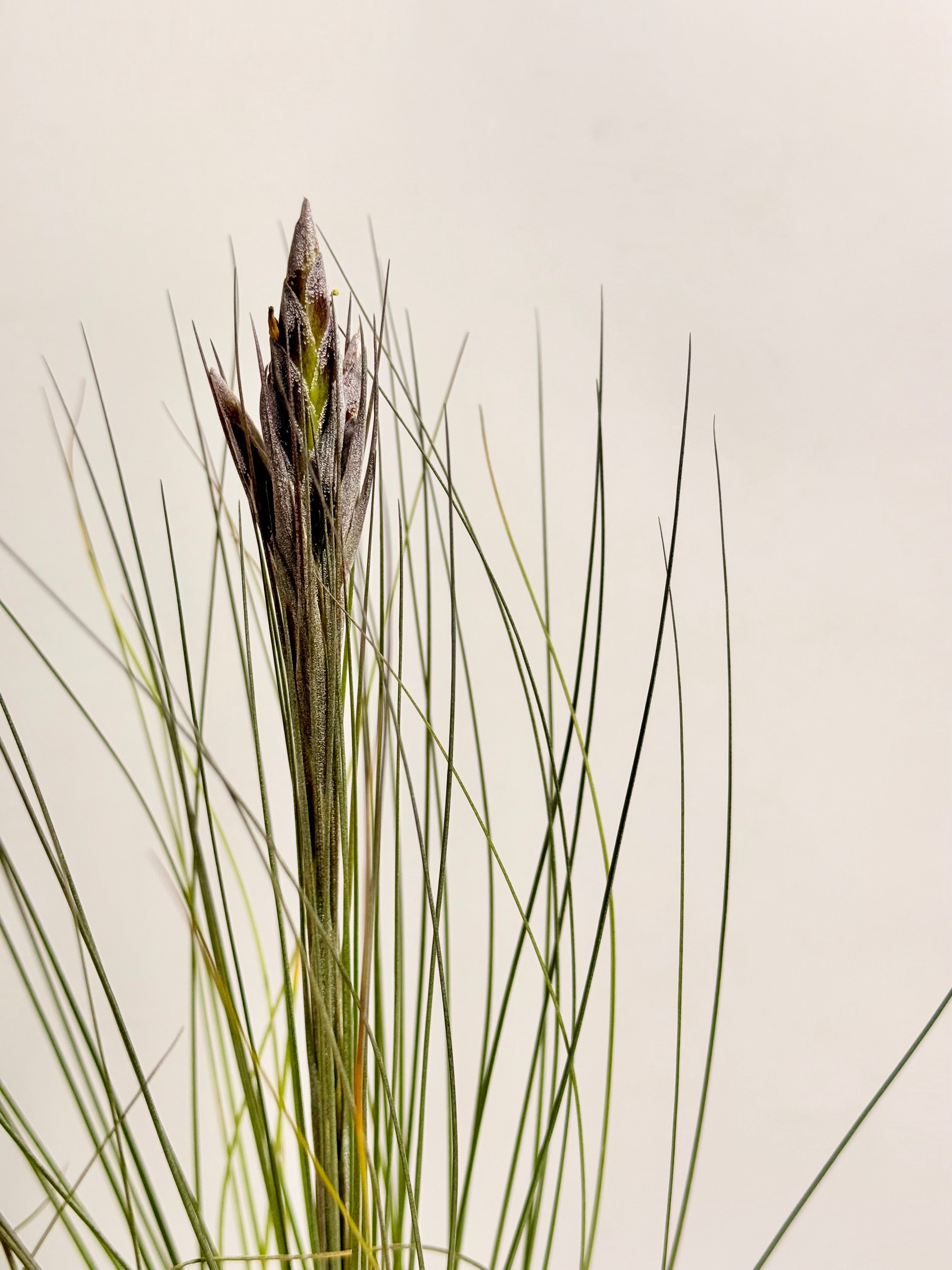 Tillandsia  Juncea + matera