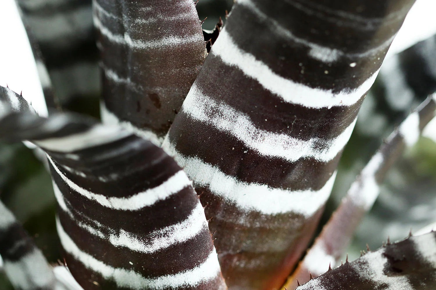 Koke Aech. Chanting var purple