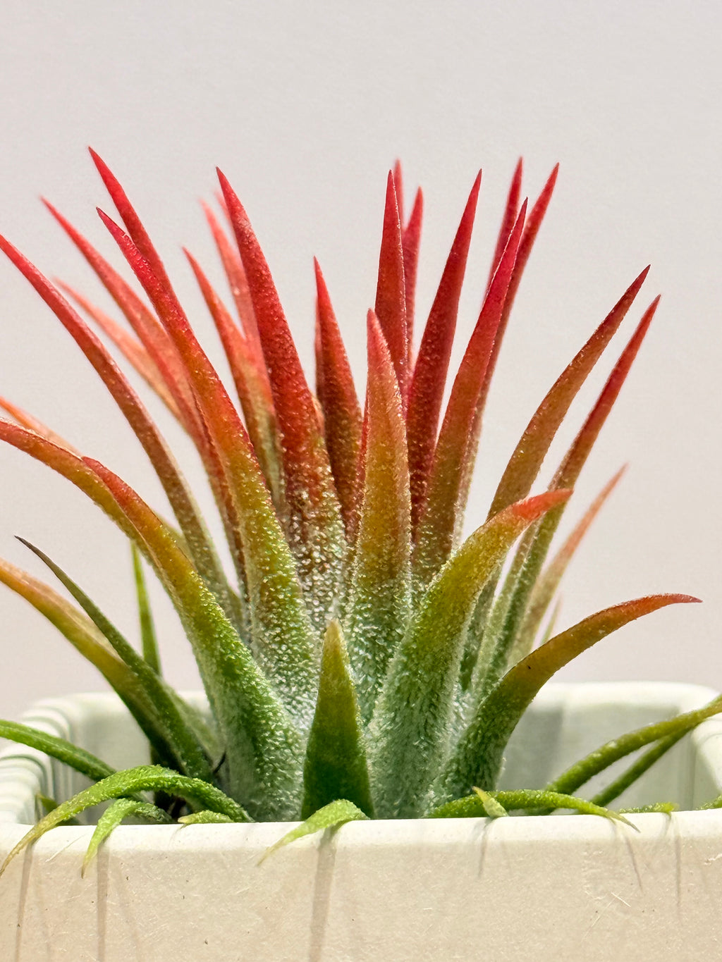 Till. Ionantha red + matera