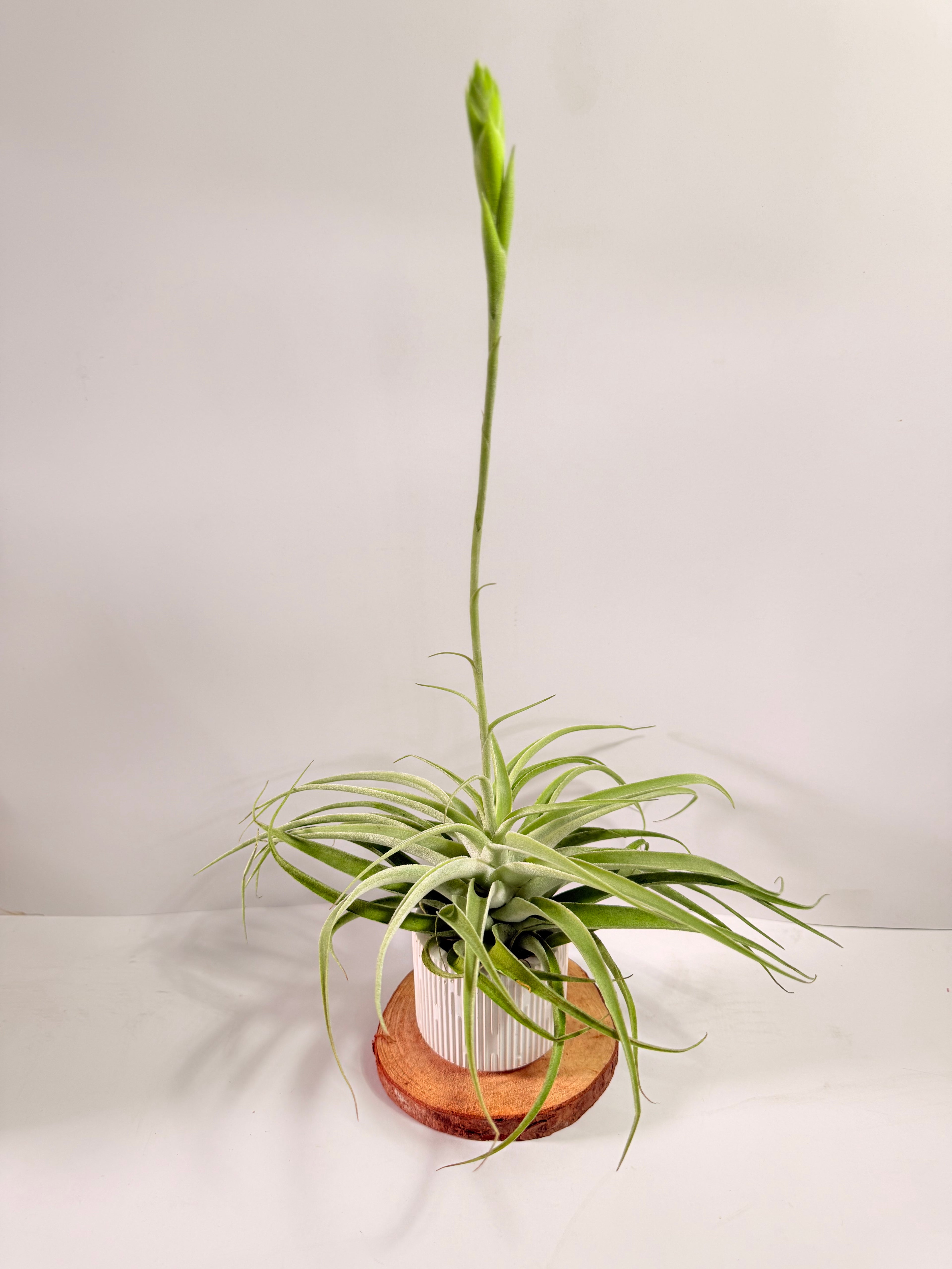Tillandsia Cacticola regular form botón