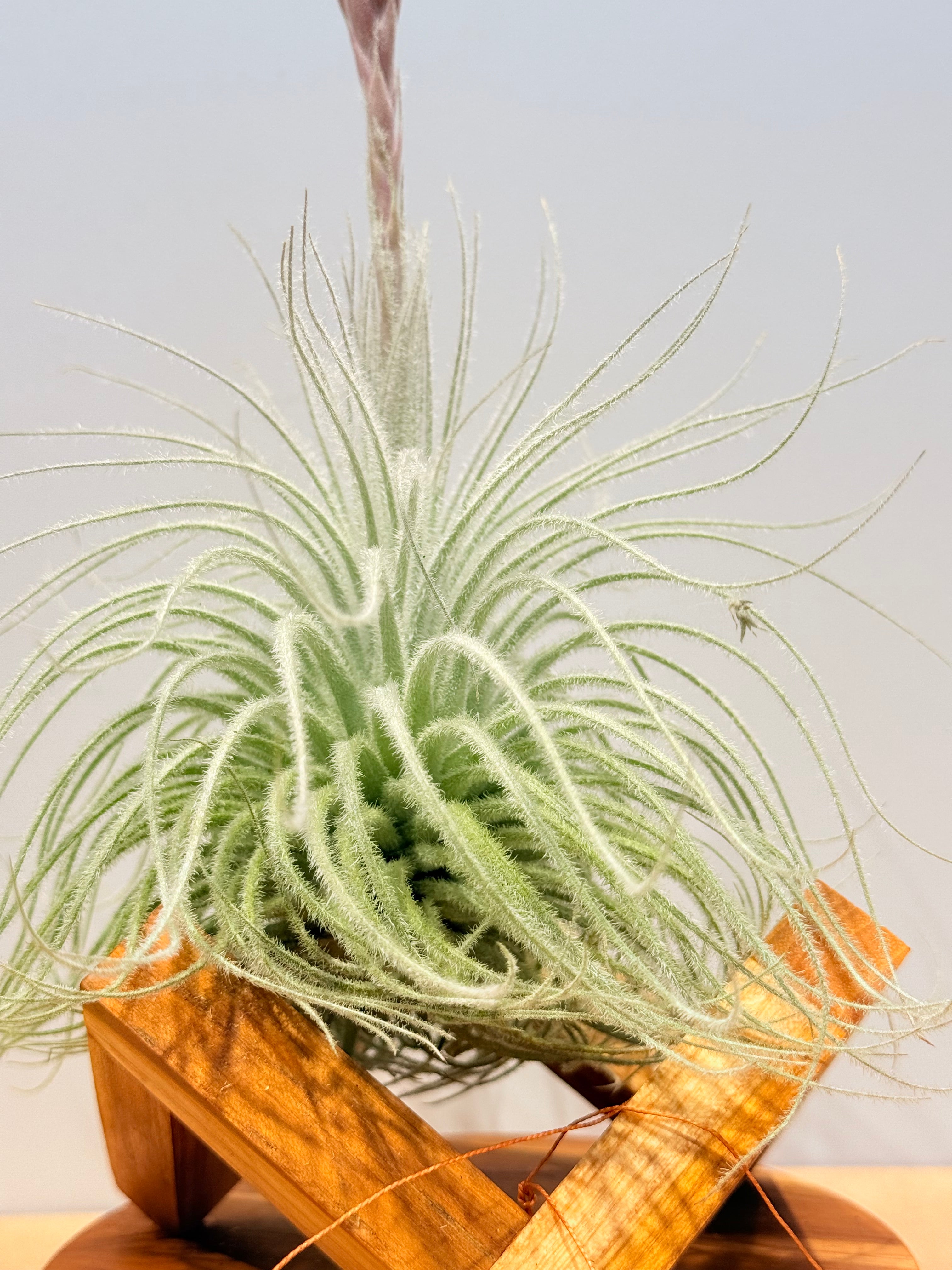 Till. Tectorum + base teca