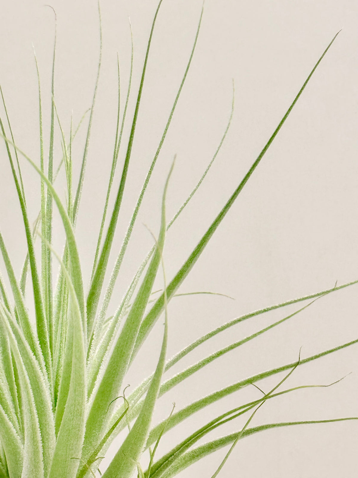 Tillandsia gardneri + espiral + madera + fertilizante