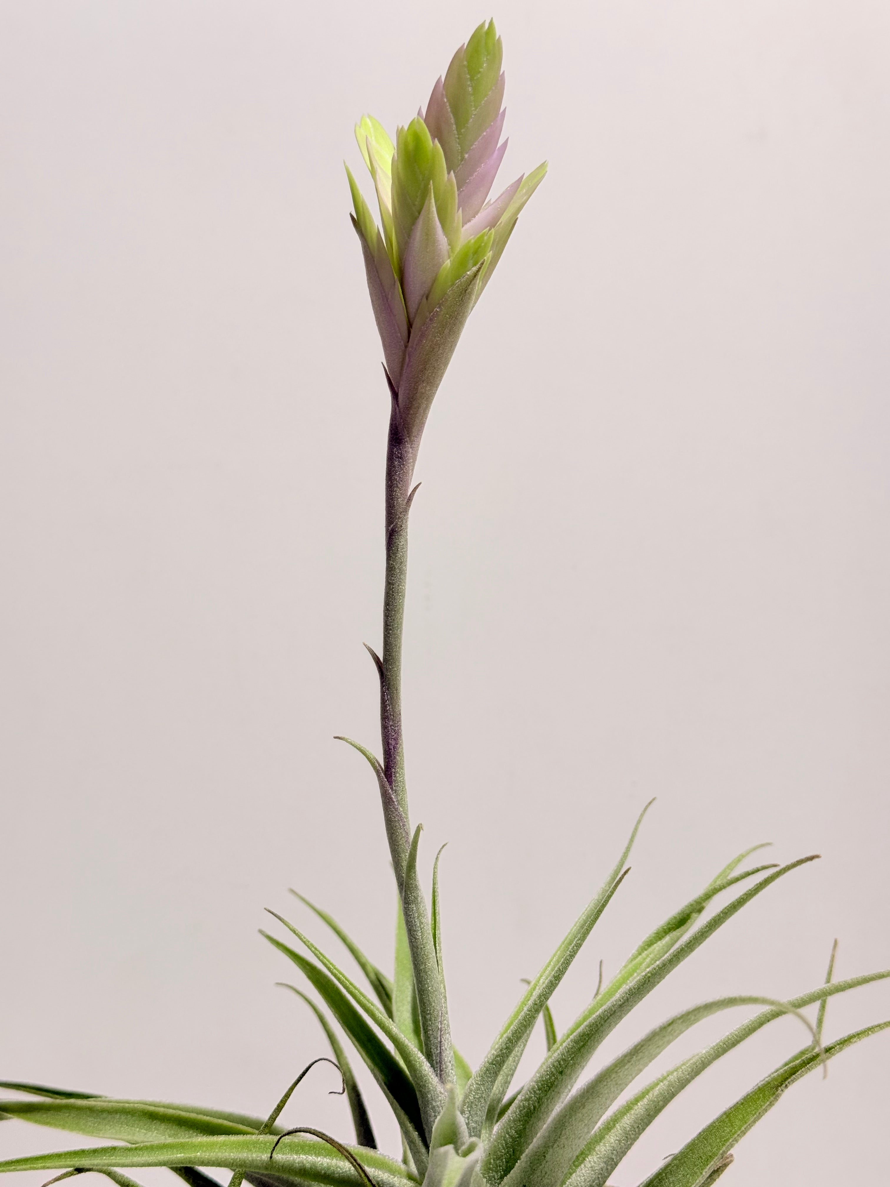 Tillandsia Cacticola regular form botón