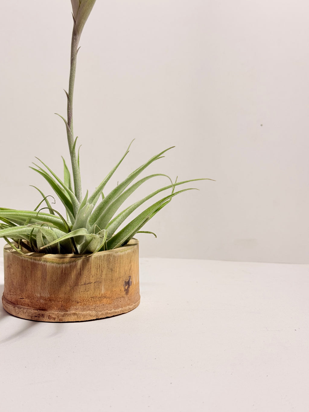 Tillandsia Cacticola regular form botón