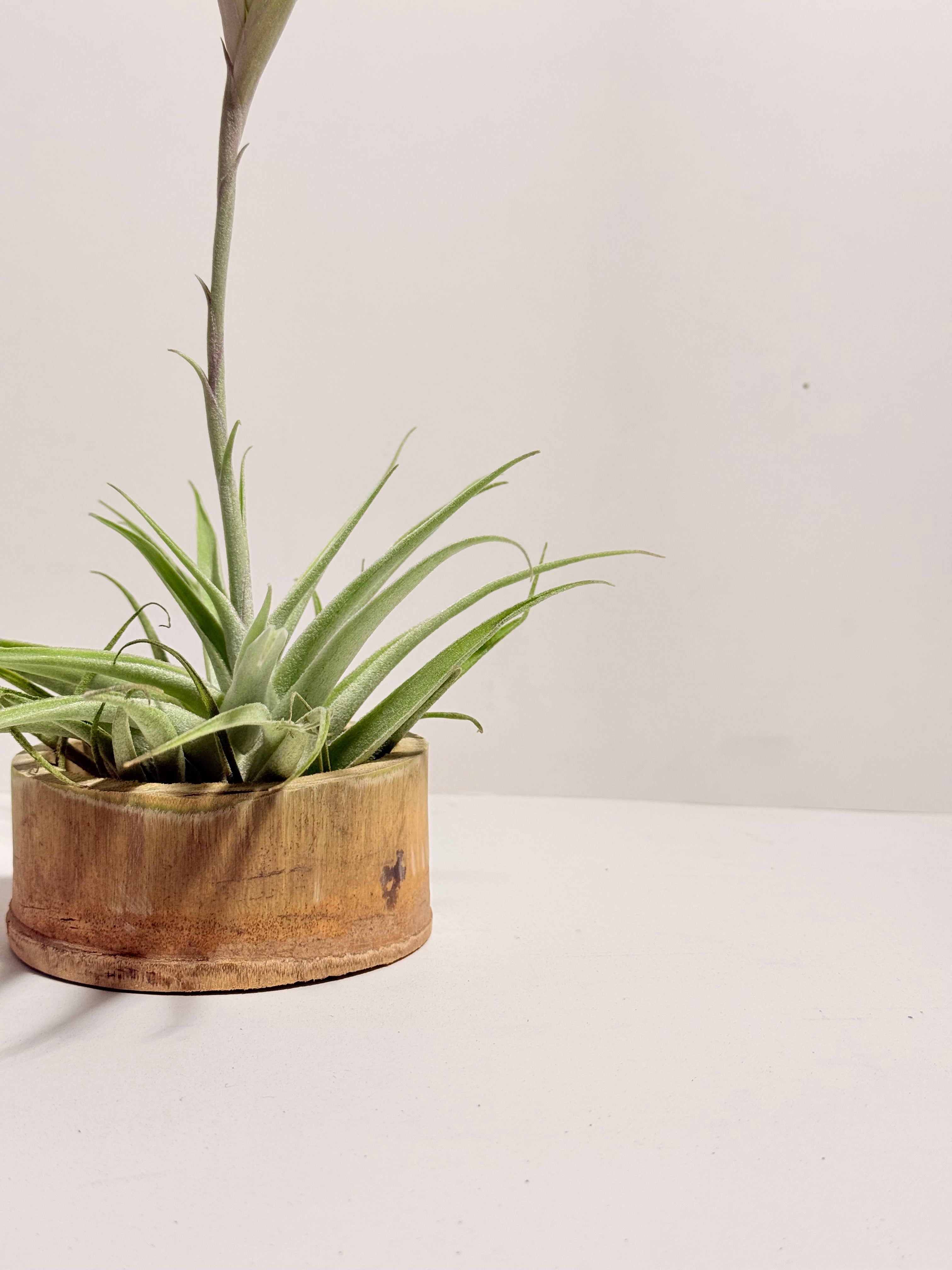 Tillandsia Cacticola regular form botón