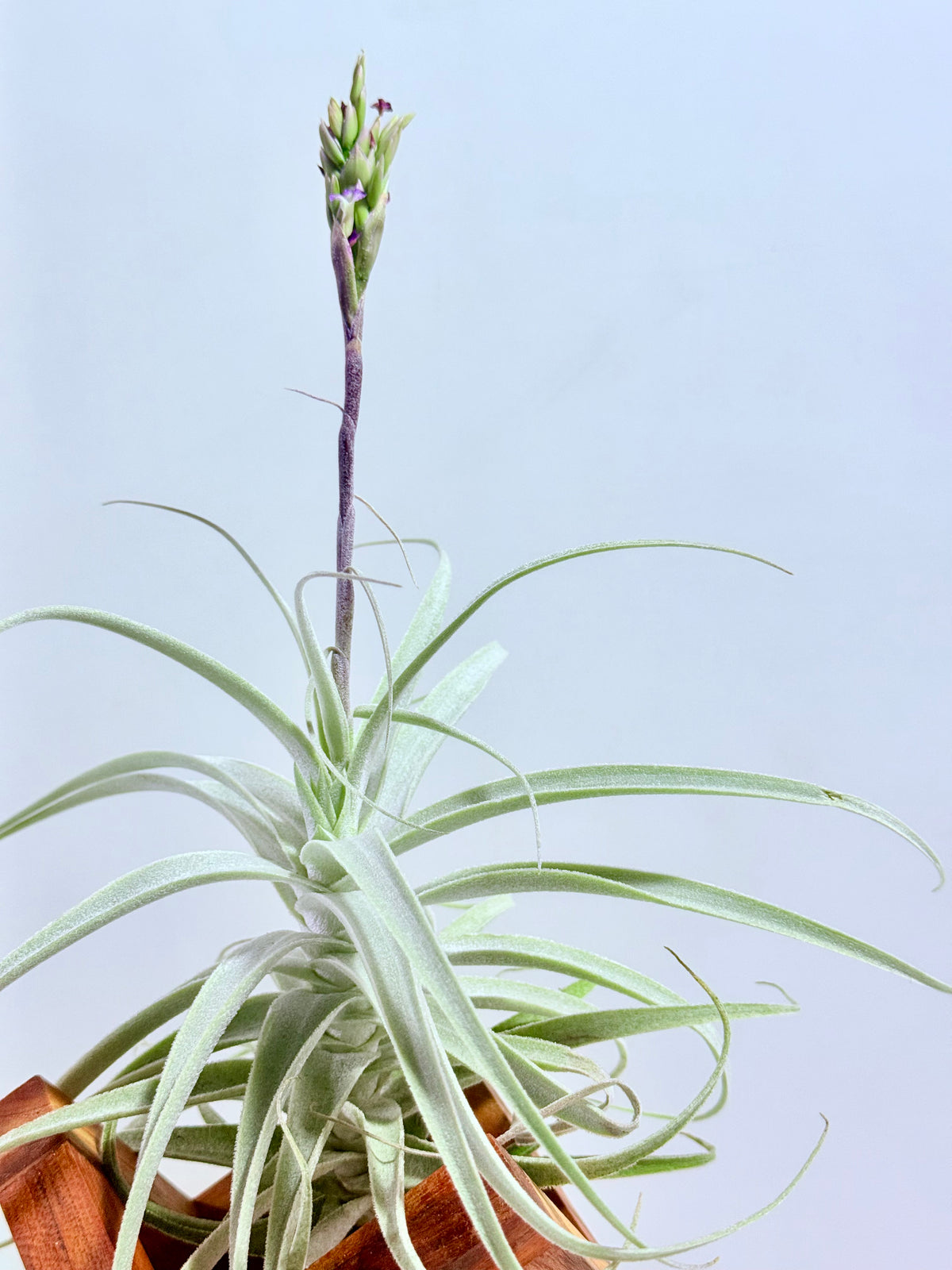 Tillandsia Purpúrea + base teca