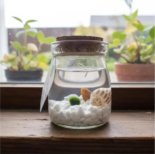 Marimo Moss Ball Ecosistema