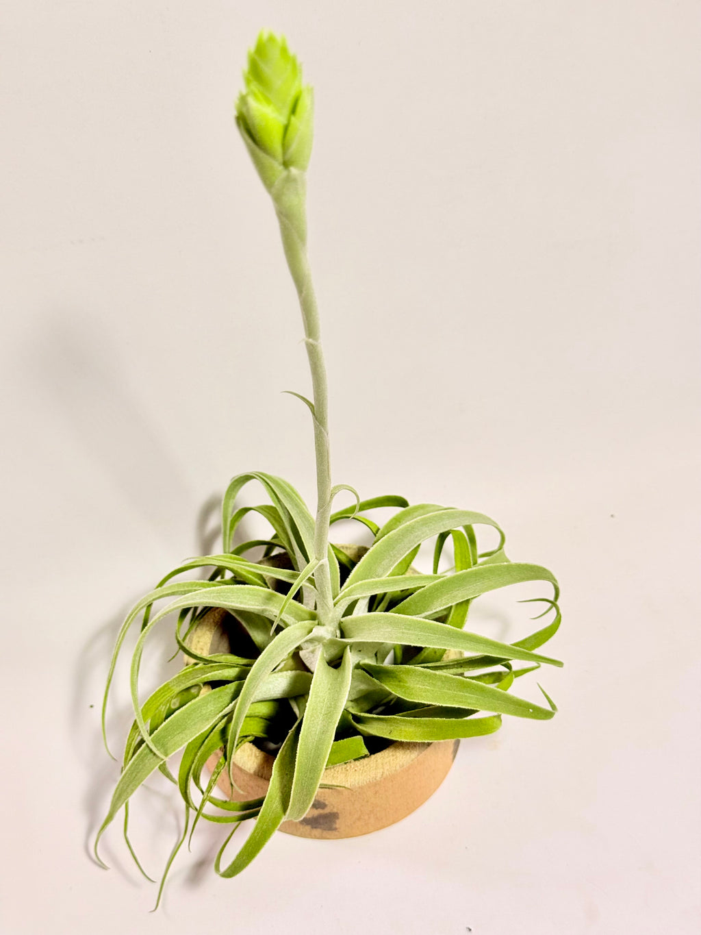 Tillandsia Cacticola regular form botón