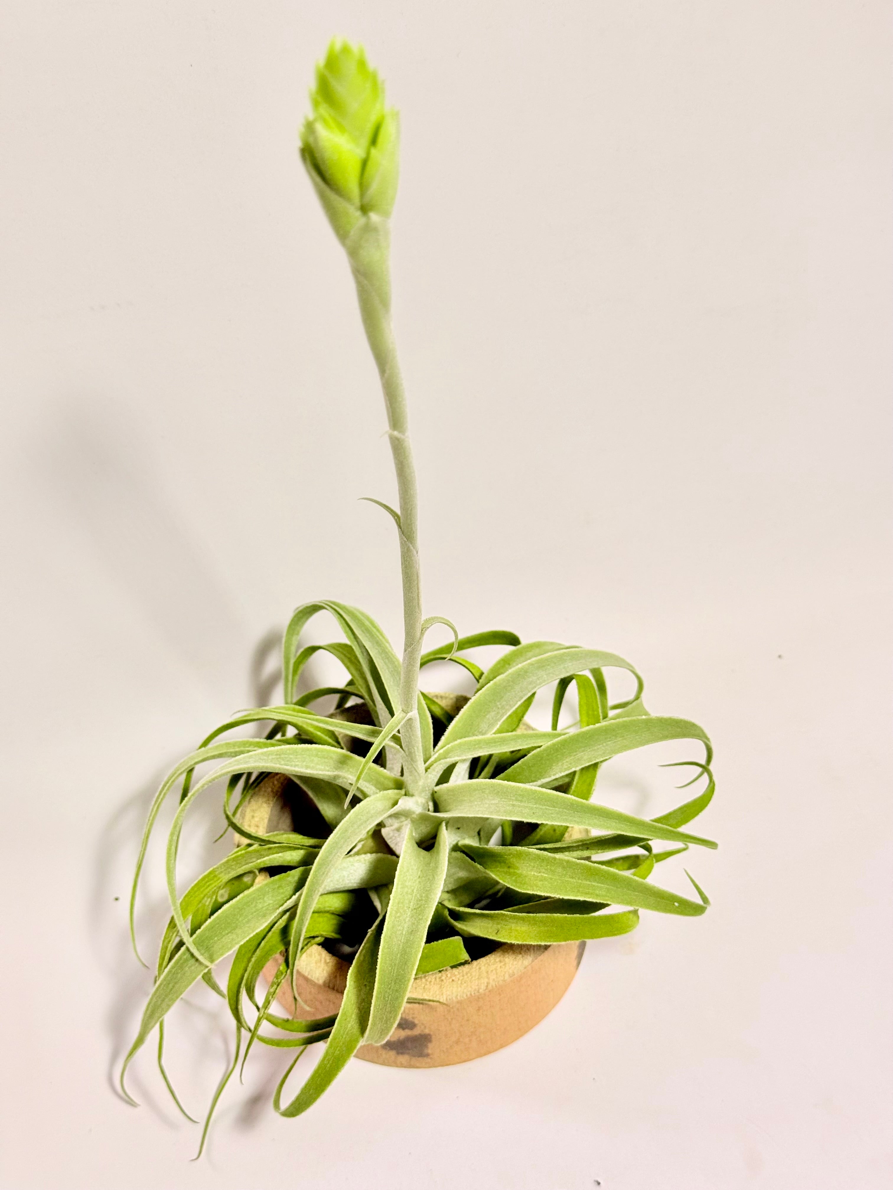 Tillandsia Cacticola regular form botón
