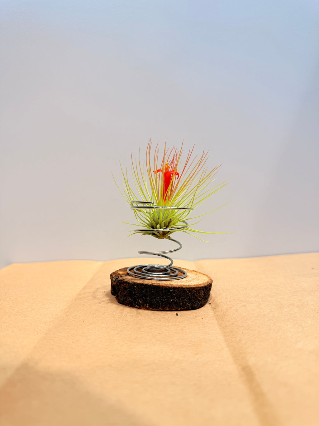 Till. Andreana red mini + rodaja + espiral