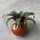 Koke. Bromelia Guzm. Priscila