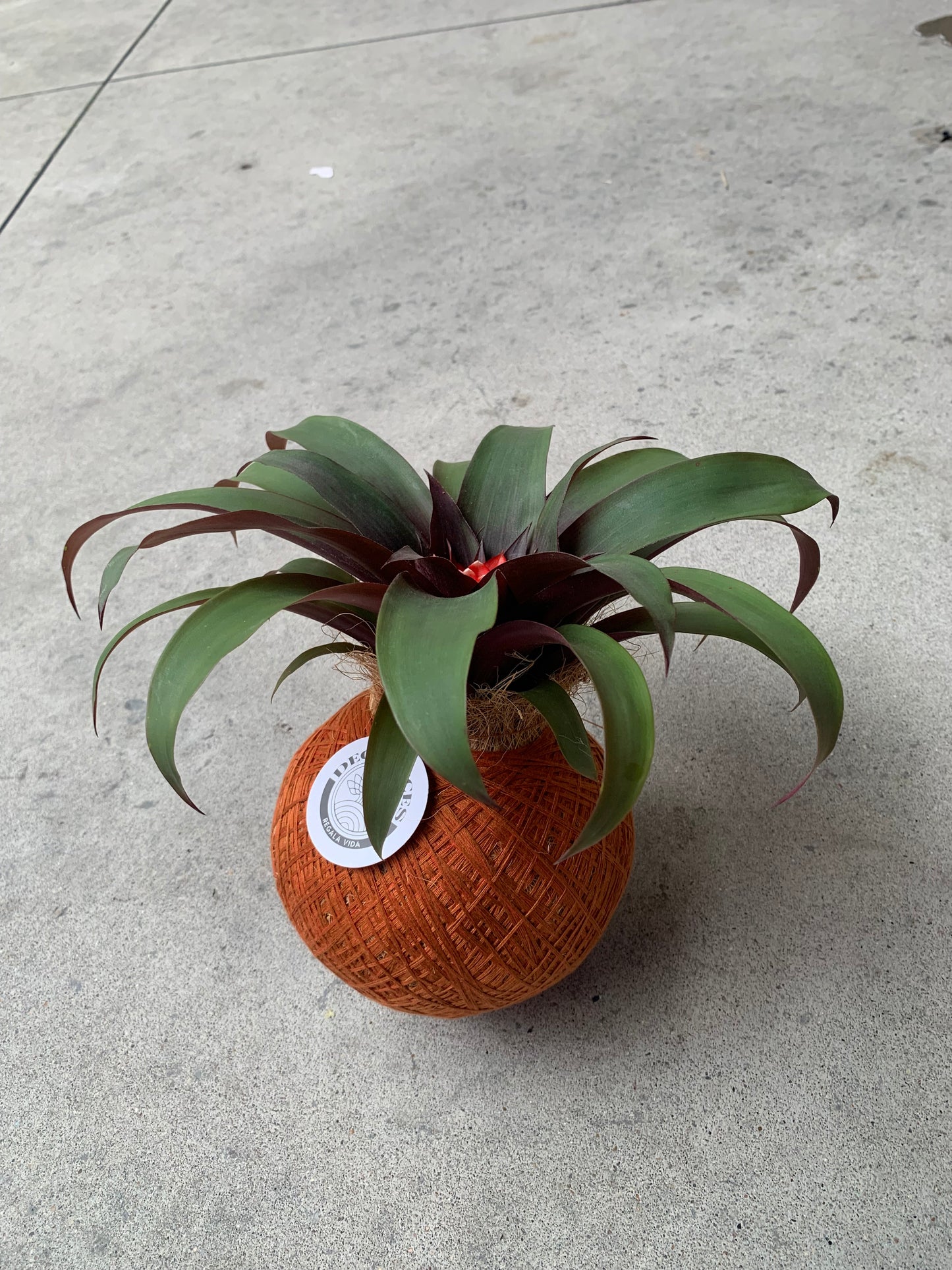 Koke. Bromelia Guzm. Priscila