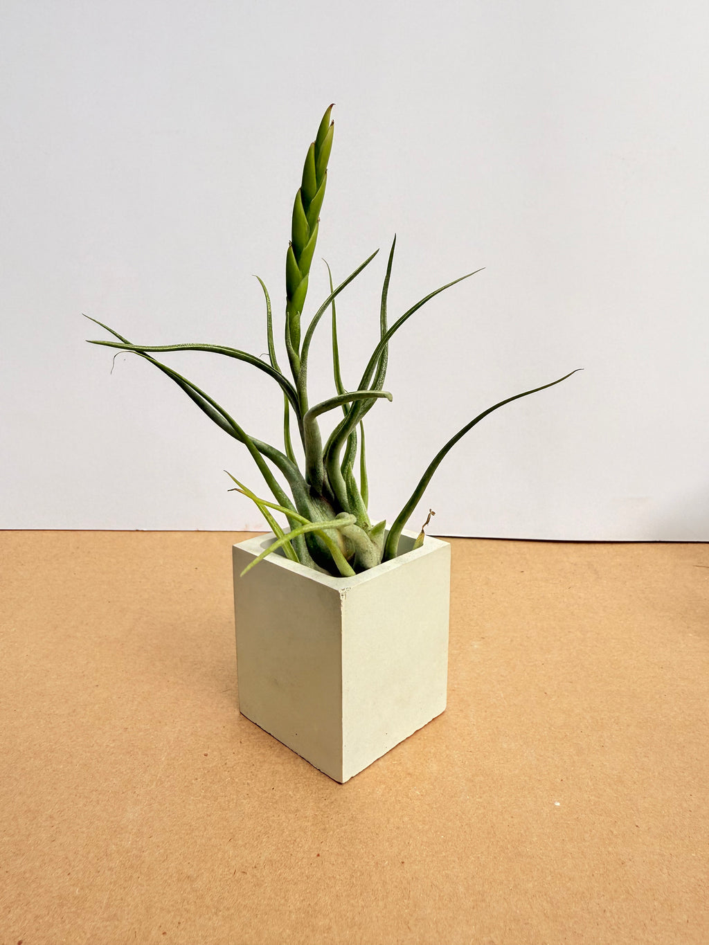 Kit Till. Caput medusae x2+ plant force + matera