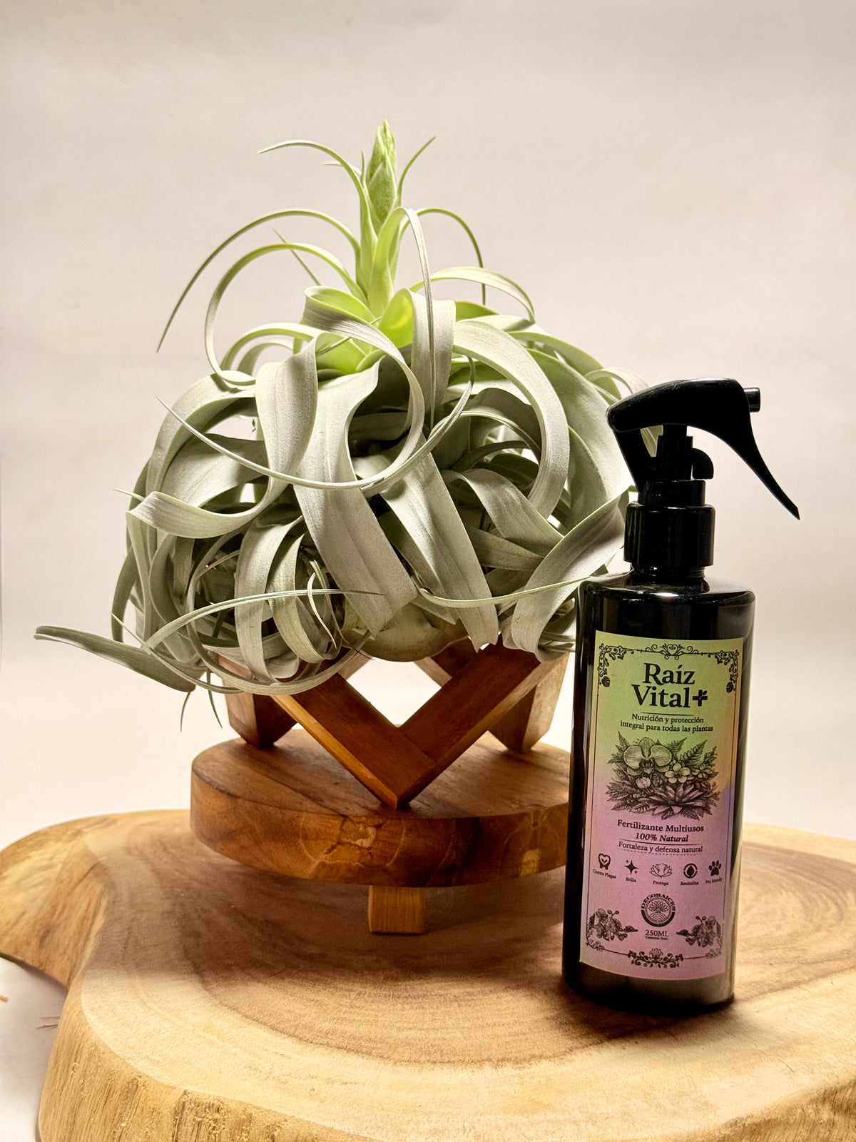 Kit Till. Xerographica XL con botón + fertilizante