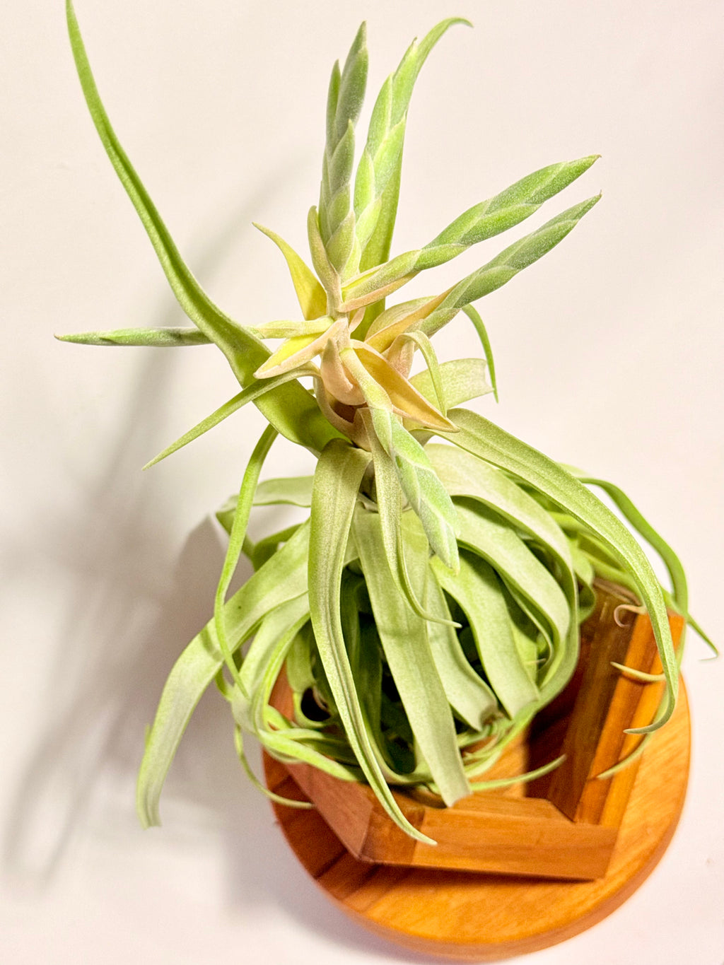 Tillandsia streptophylla + base teca