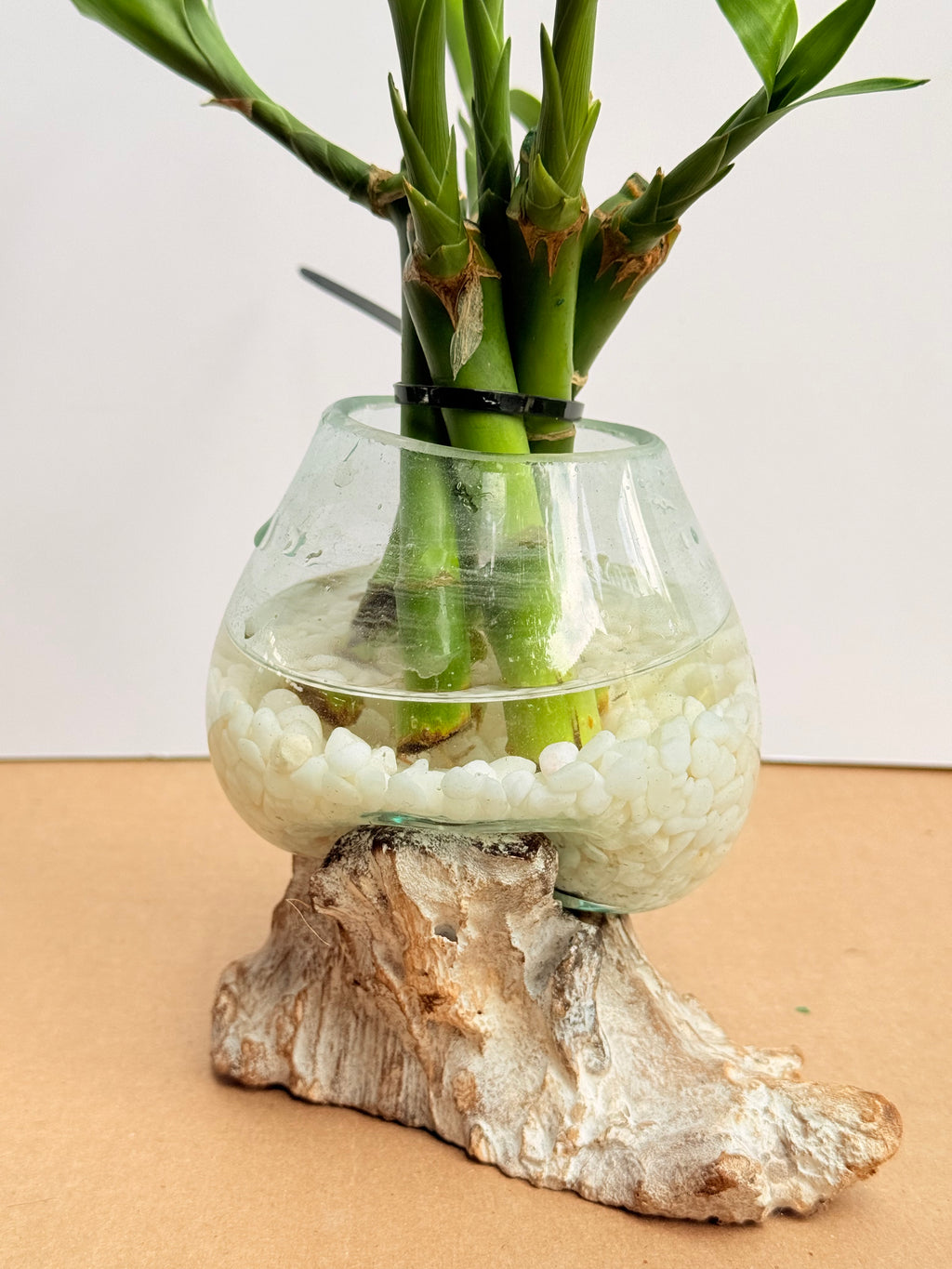 Kit Bamboo + vidrio fundido + base madera nogal