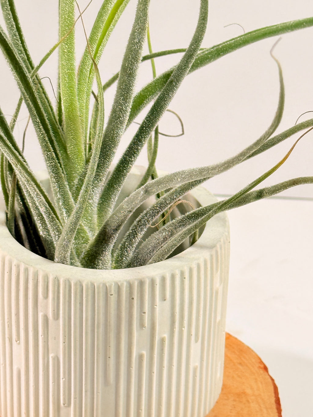 Kit Till. Caput híbrido + plant force + matera