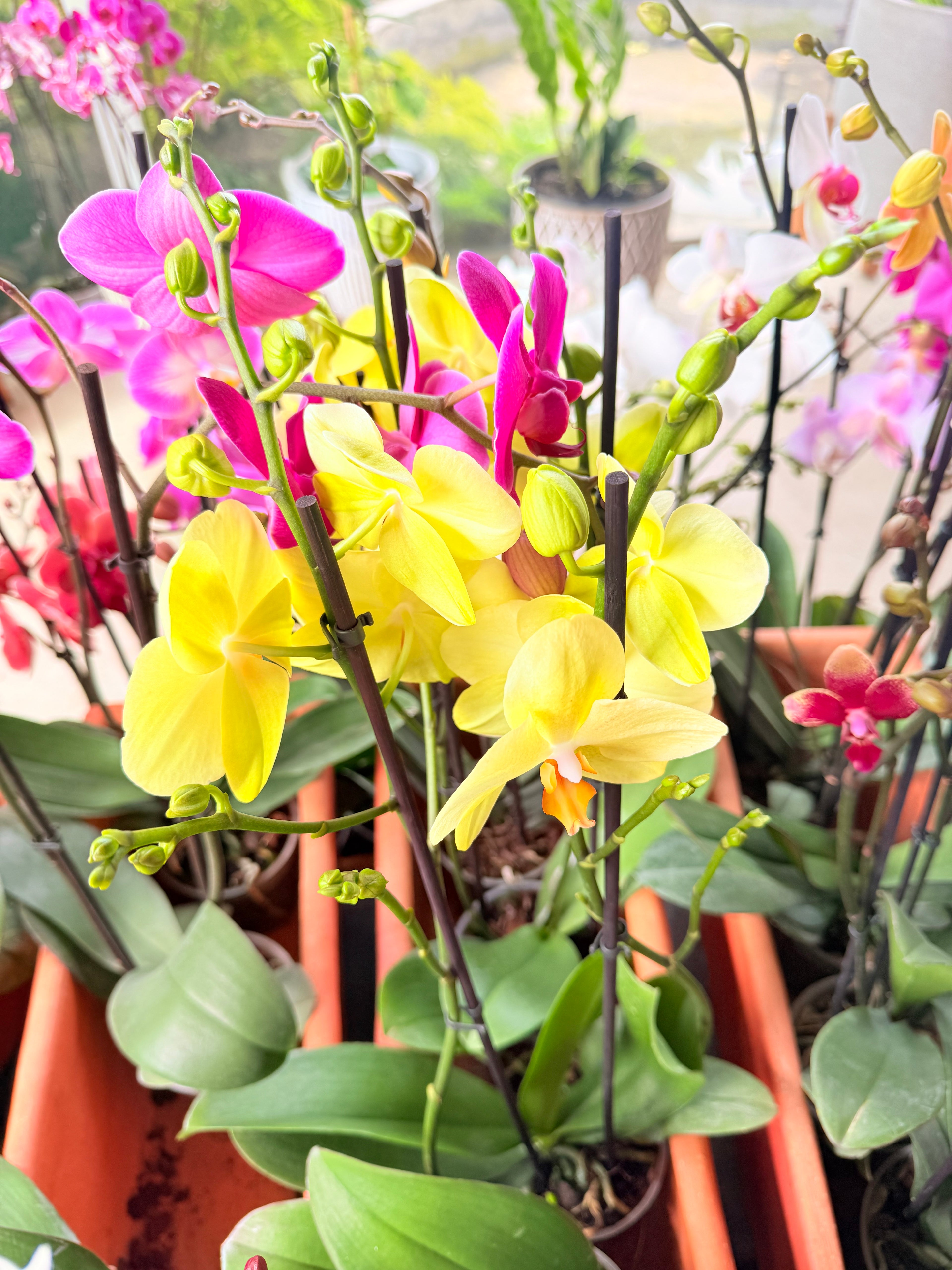 Kokedama Orquídea Premium Rosa 2V