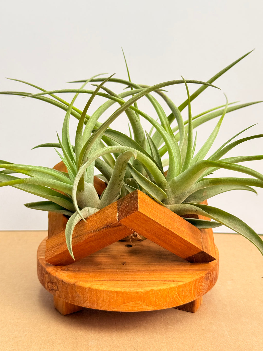 Kit Till. Pholiana x3 + plant force + base madera teca