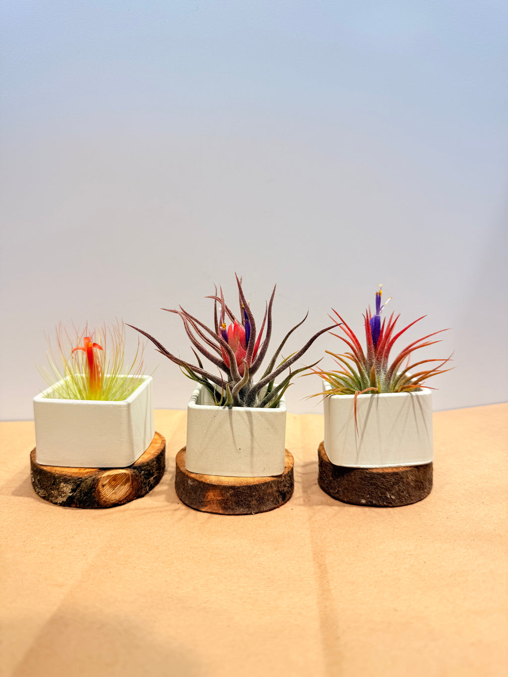 Till. Colección 3.3 + materas