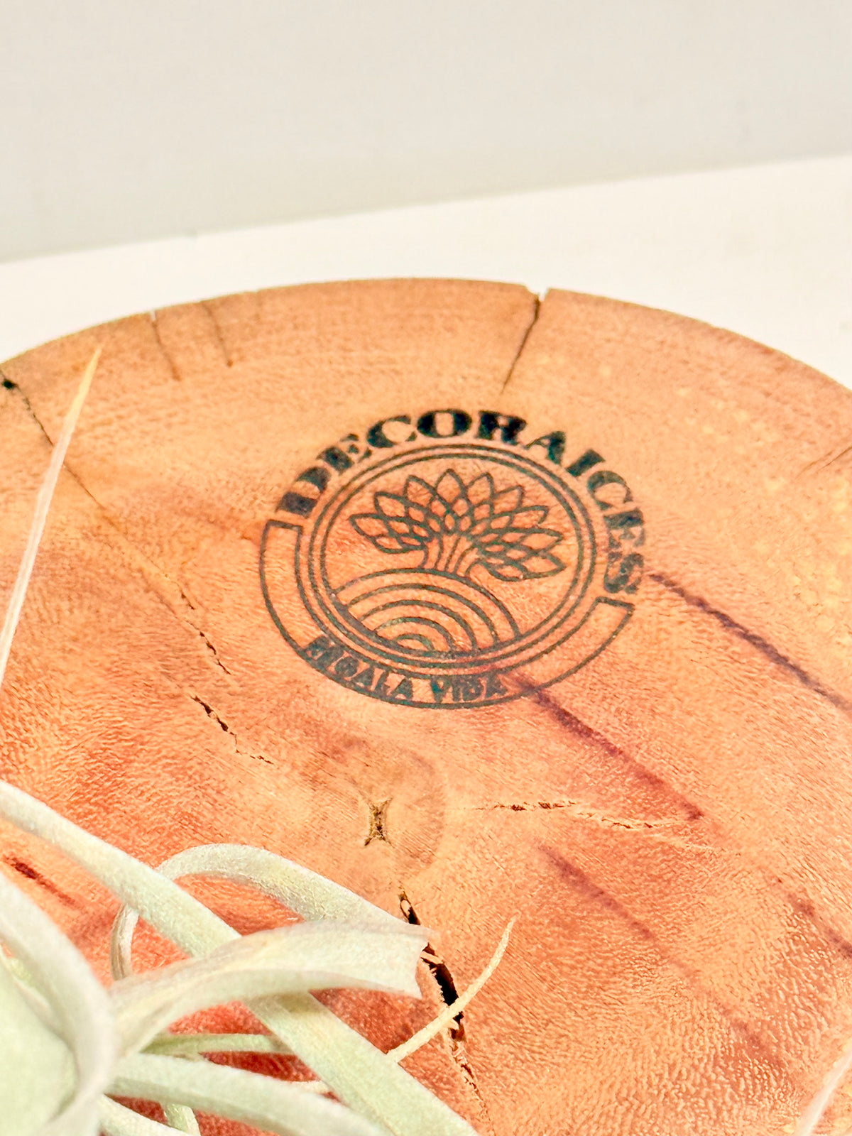 Kit Till. Xerographica S + rodaja de madera + espiral + fertilizante