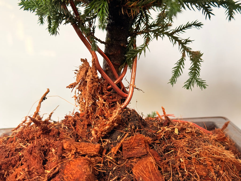 Bonsai pino rastrero alambrado