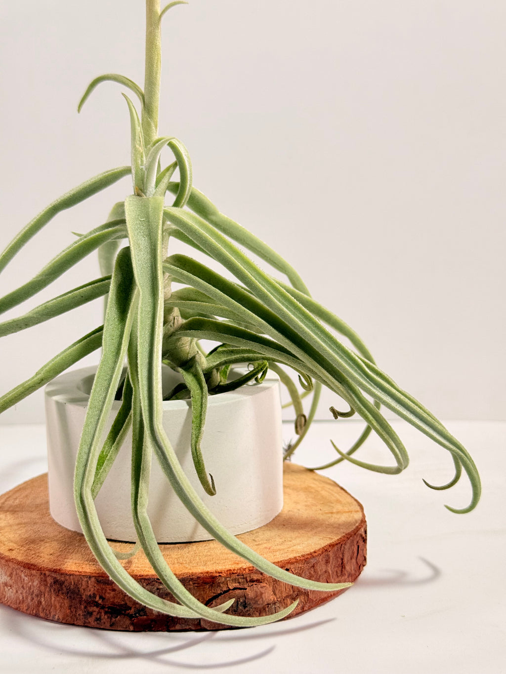 Tillandsia  Streptocarpa