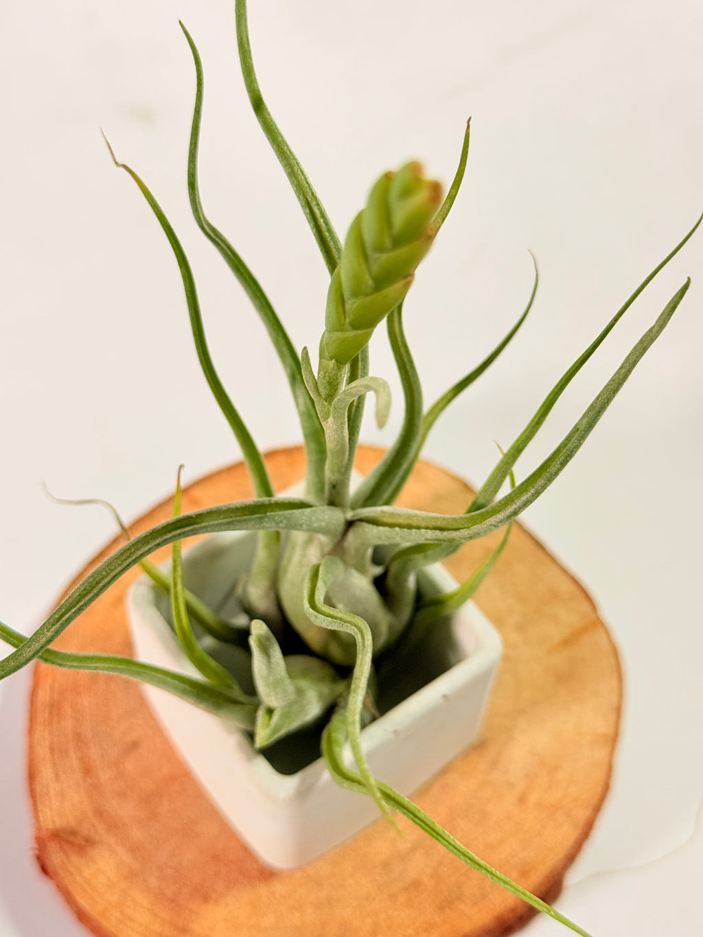 Tillandsia Caput medusae