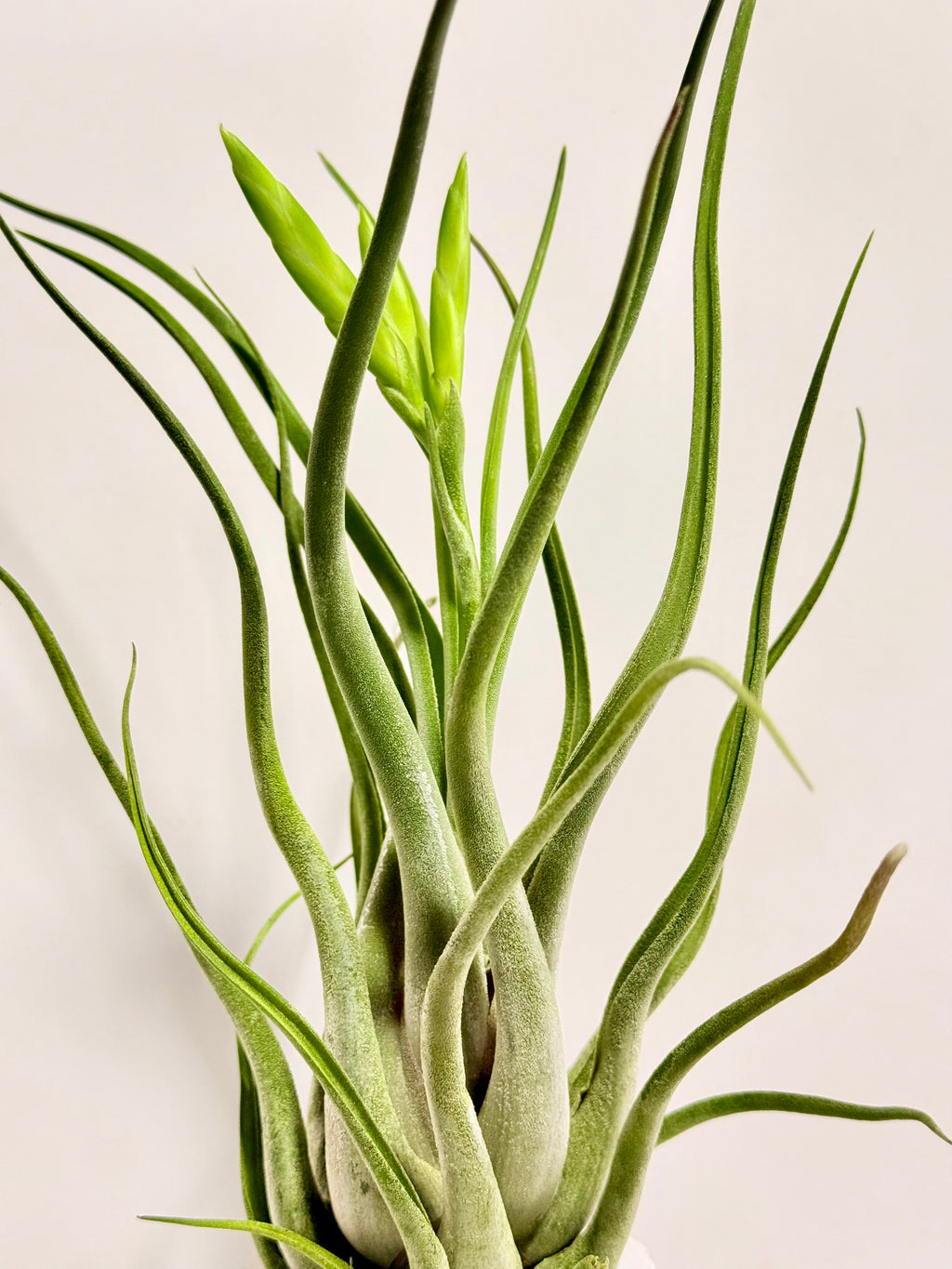 Tillandsia Caput medusae