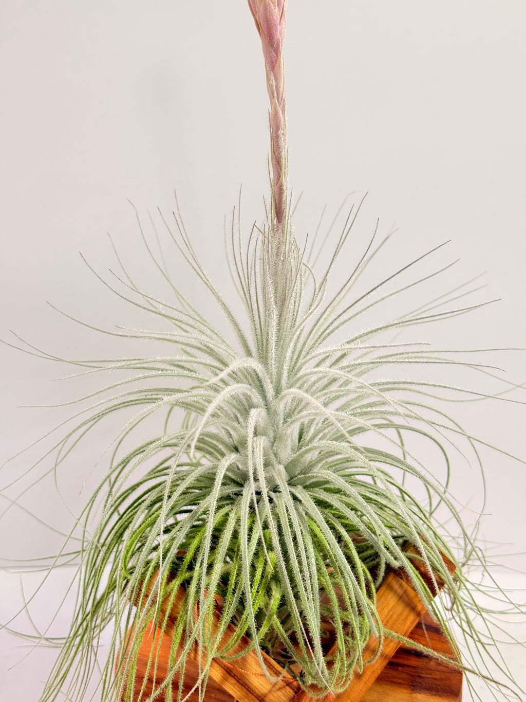 Till. Tectorum + base teca