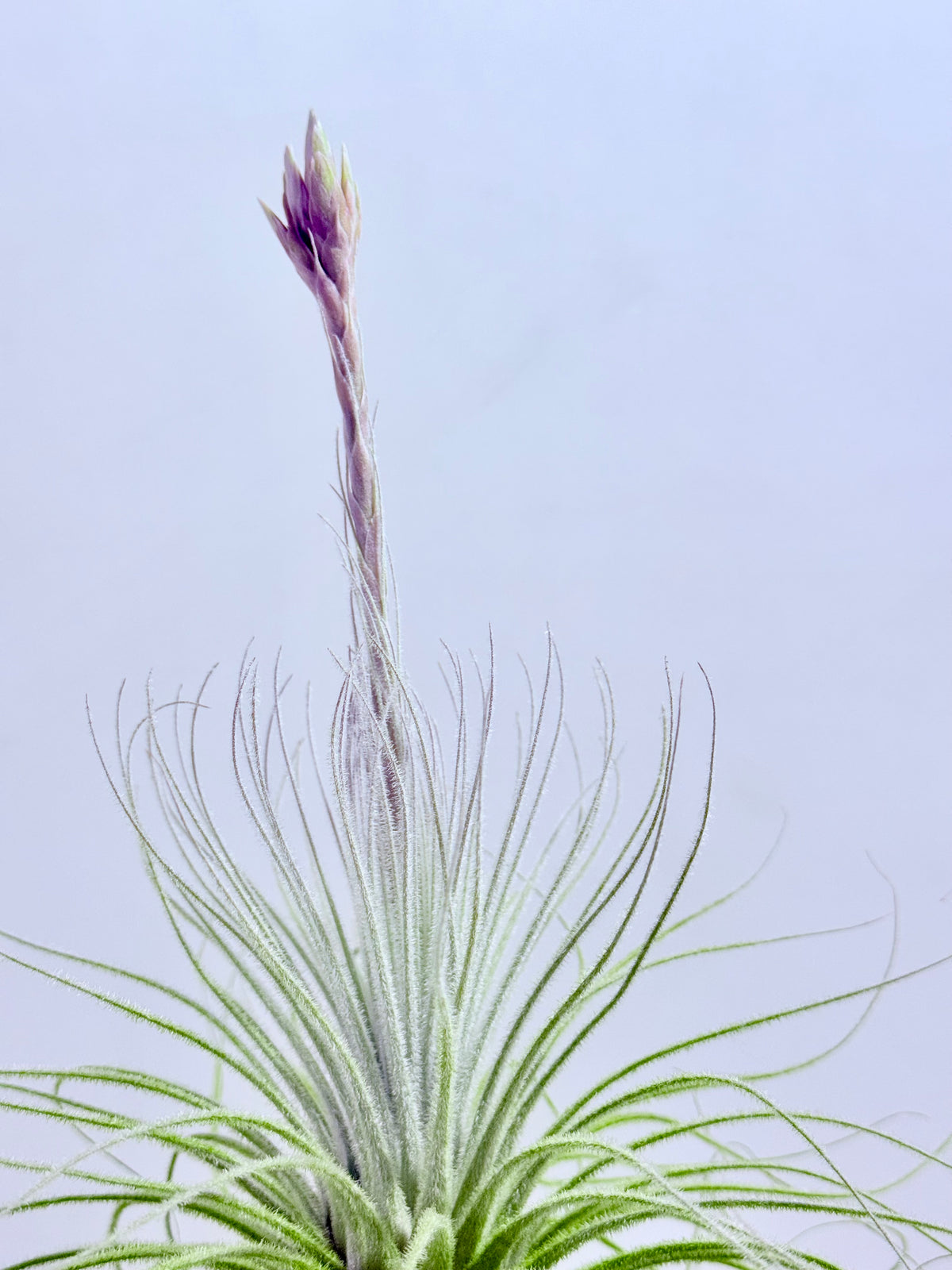 Tillandsia tectorum XL