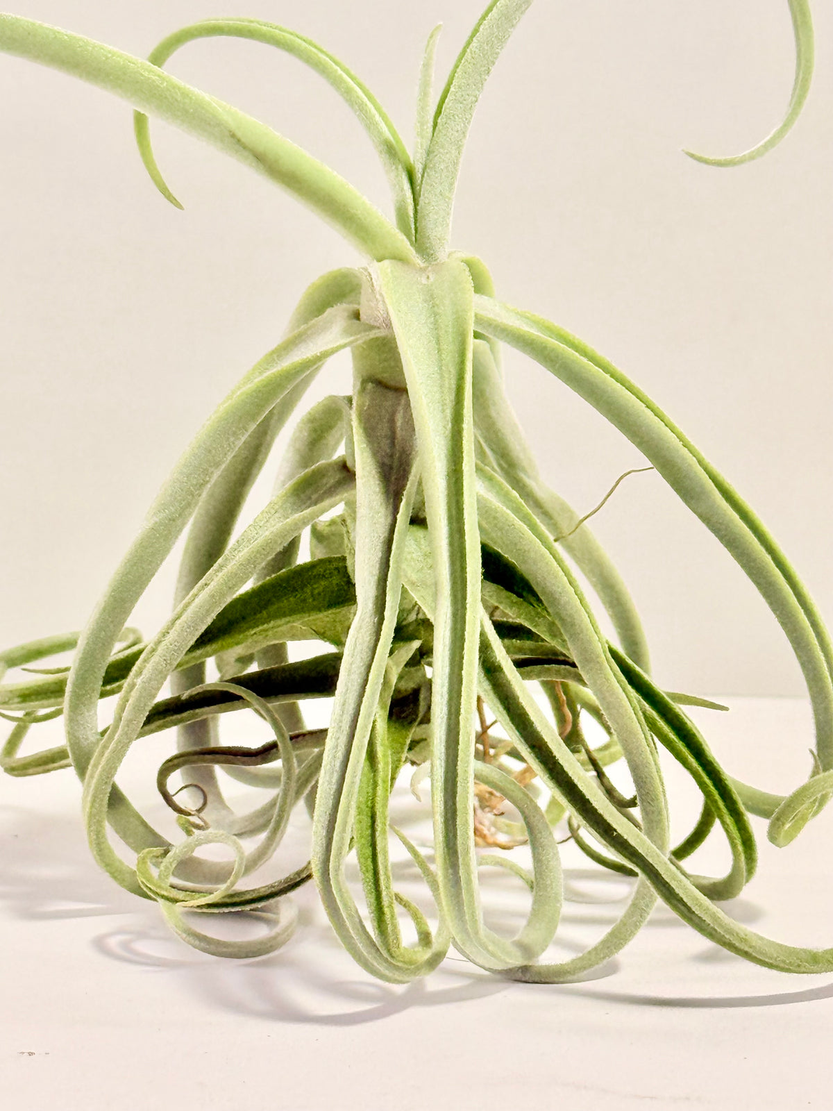 Tillandsia Duratii S