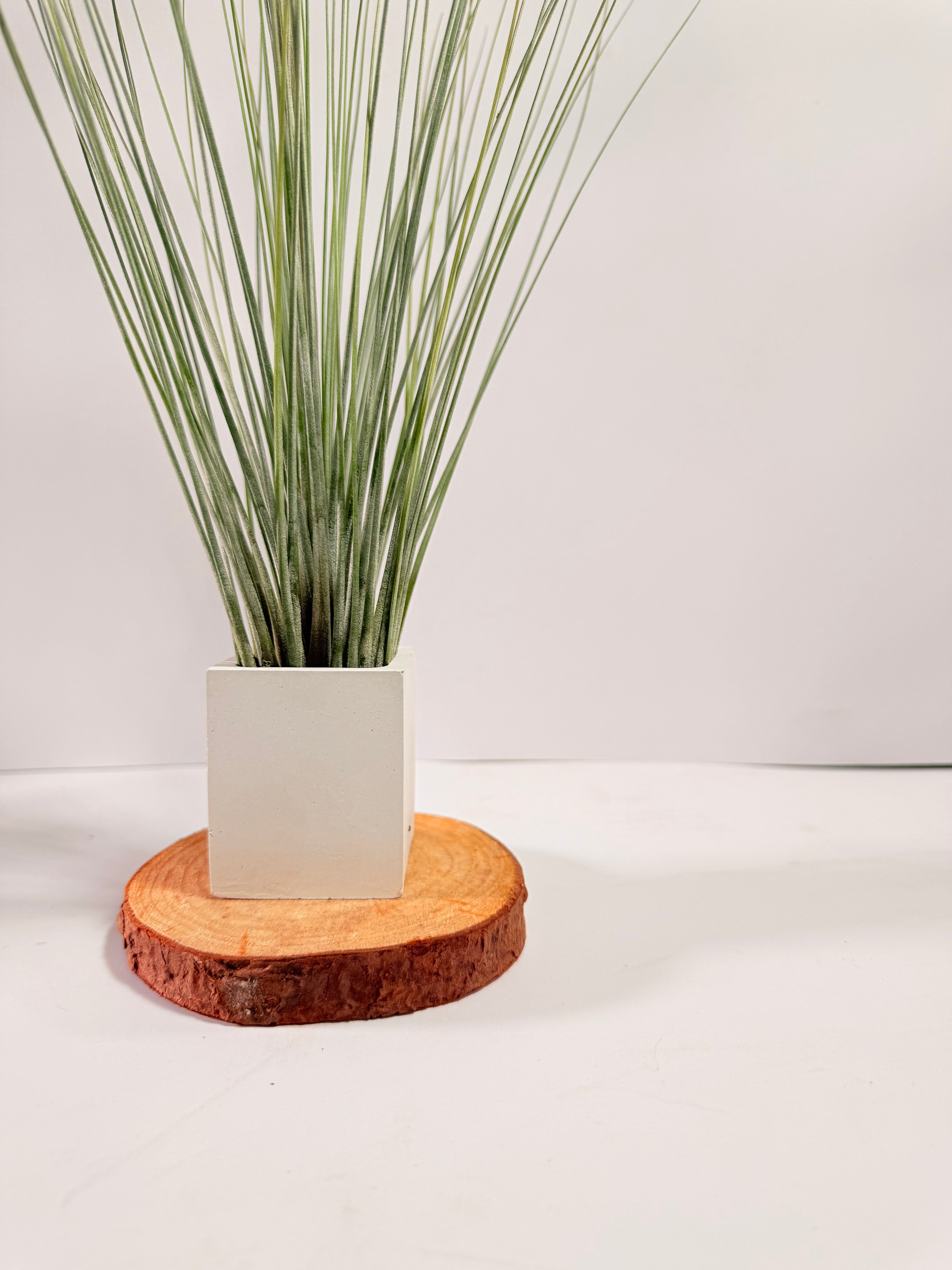 Tillandsia  Juncea + matera