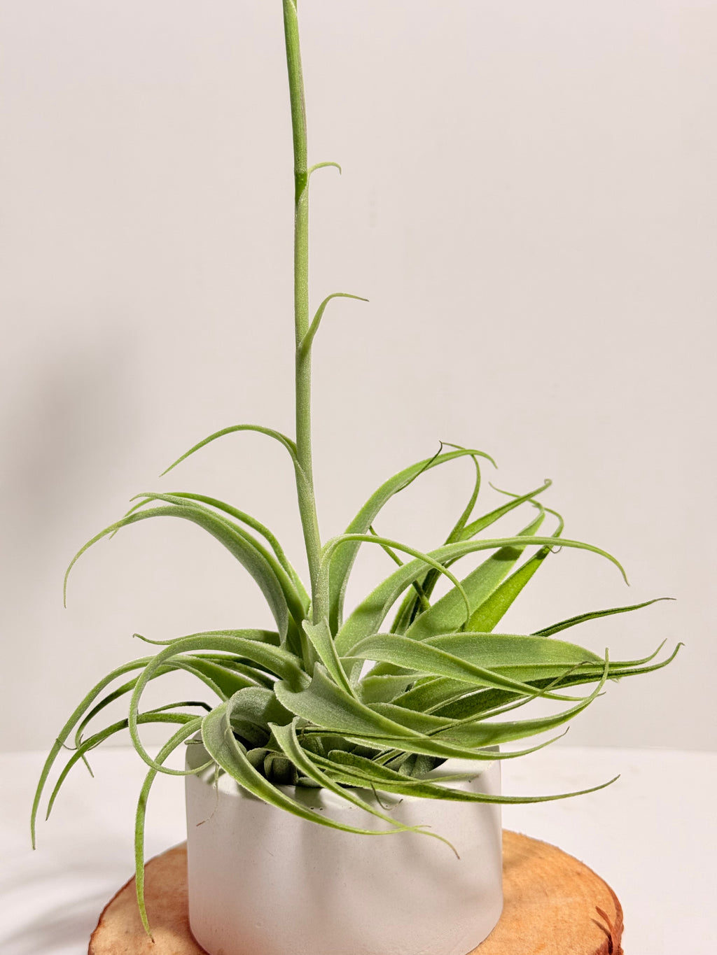 Tillandsia Cacticola regular form botón