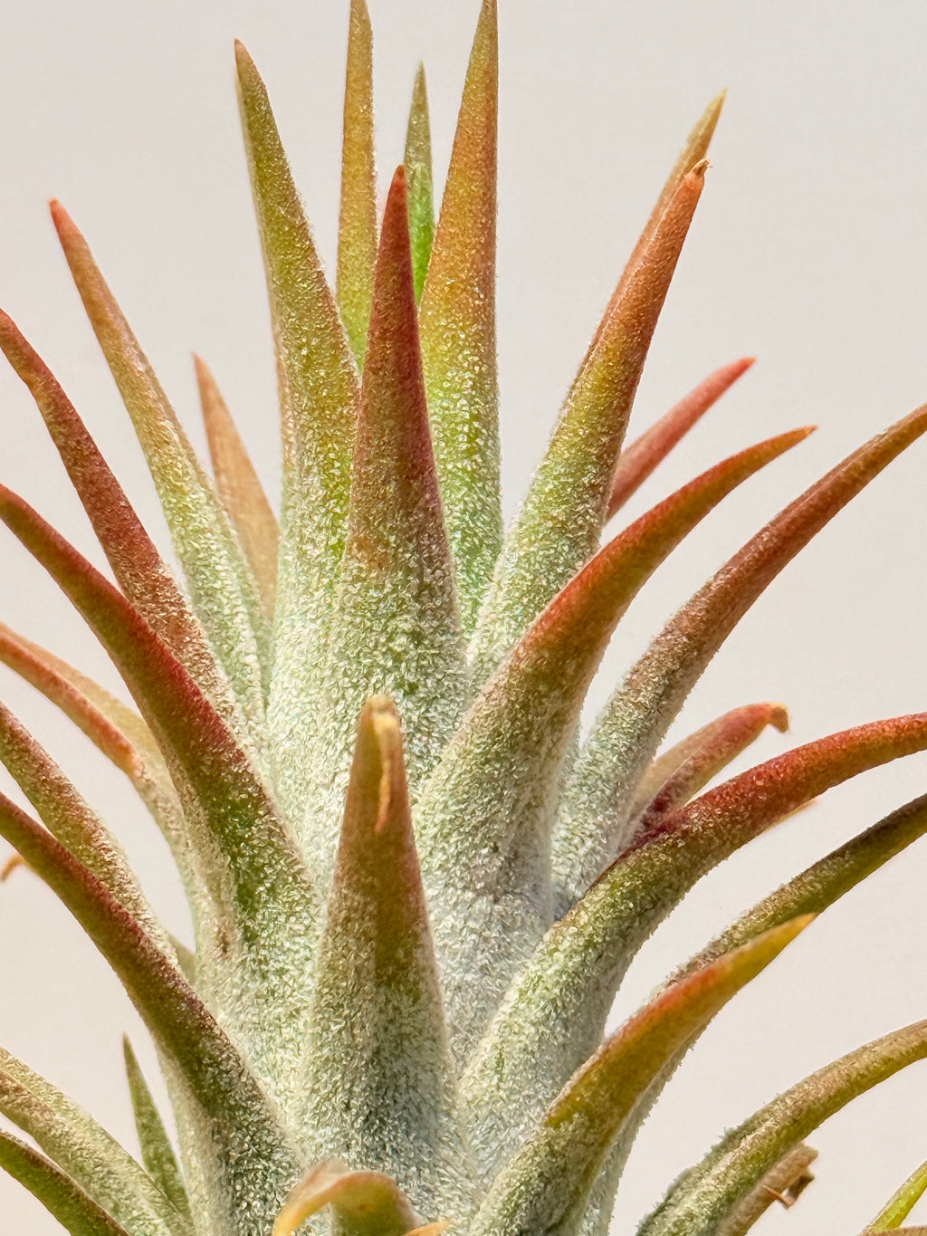 Till. ionantha var. van-hyningii