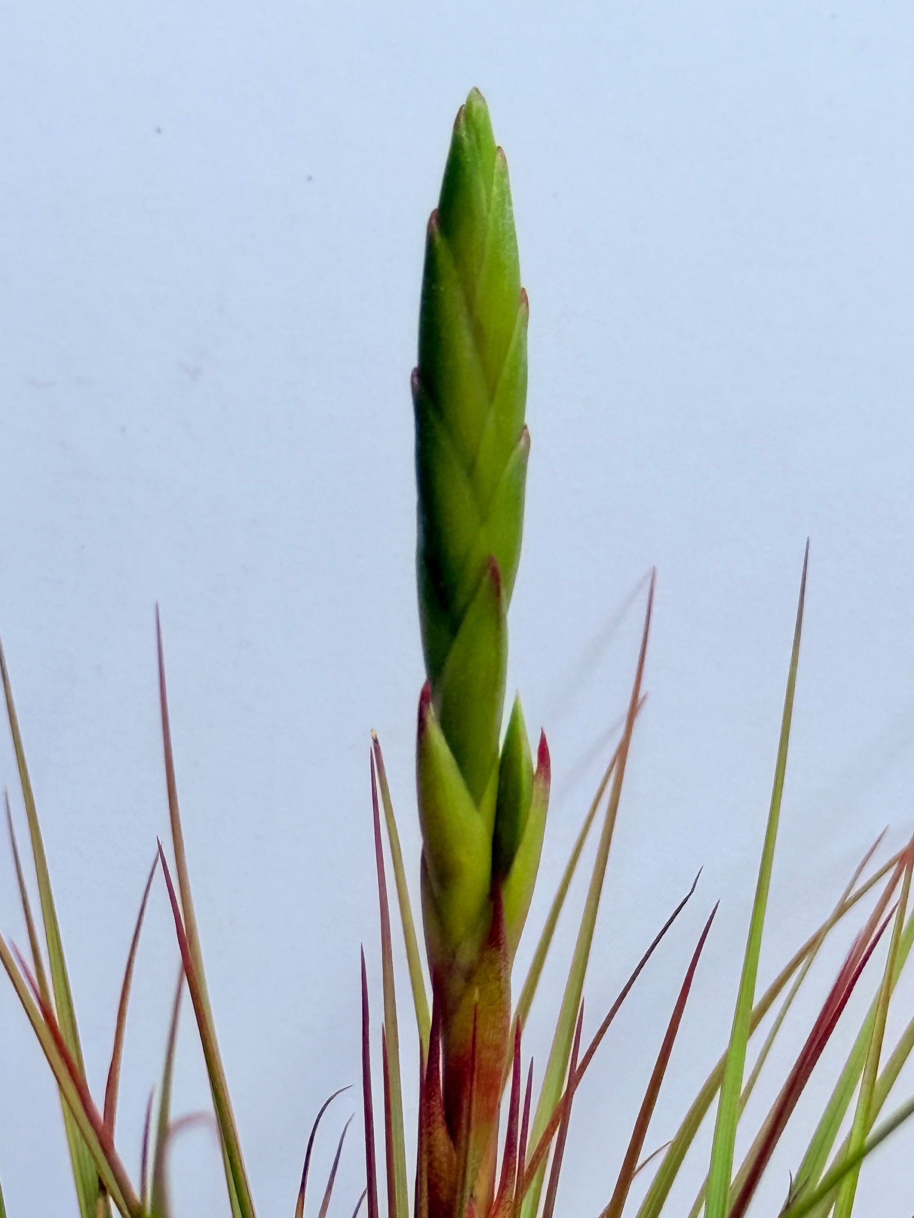 Kit Till. Tricolor + plant force + matera