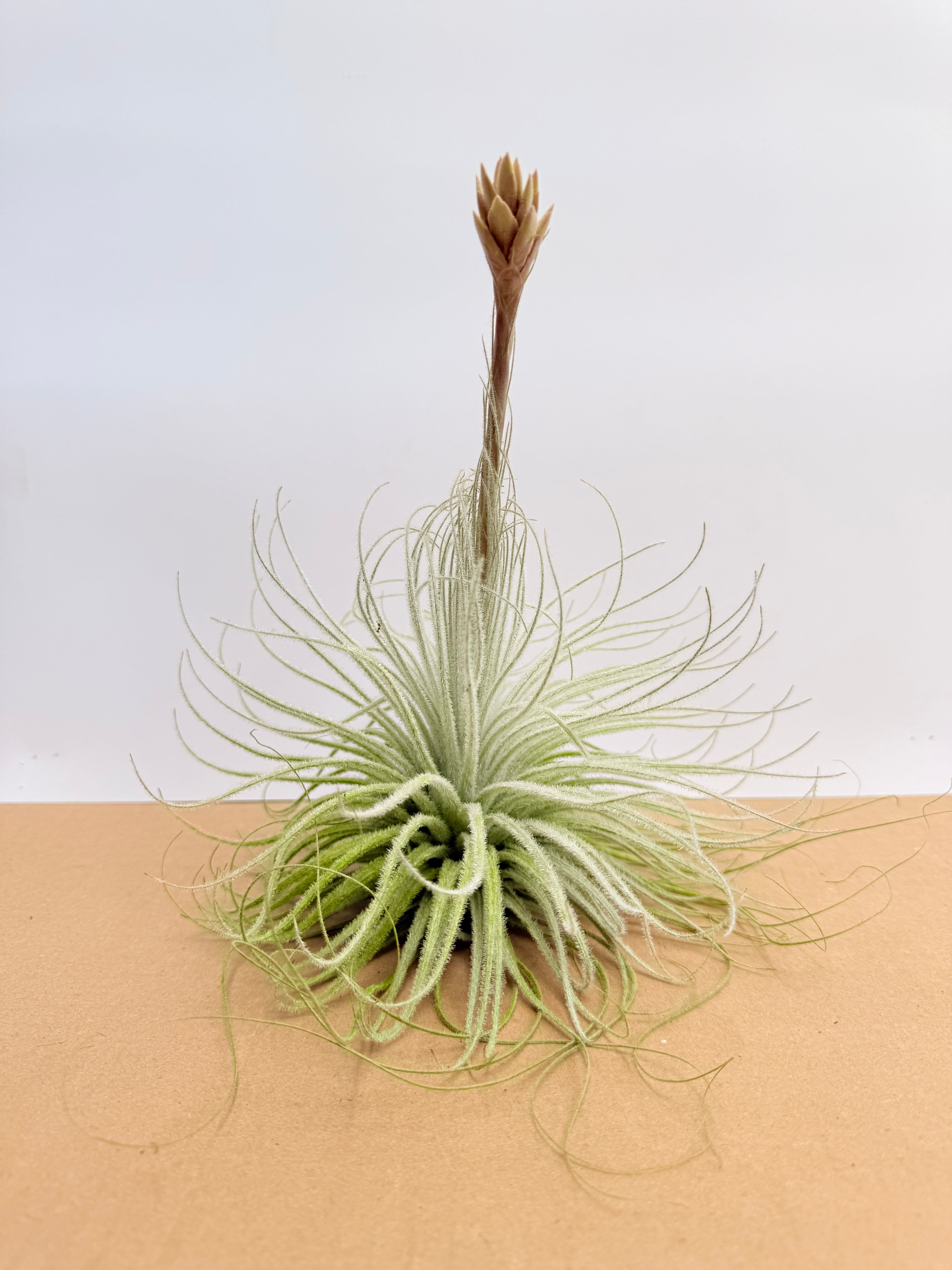 Tillandsia  Tectorum