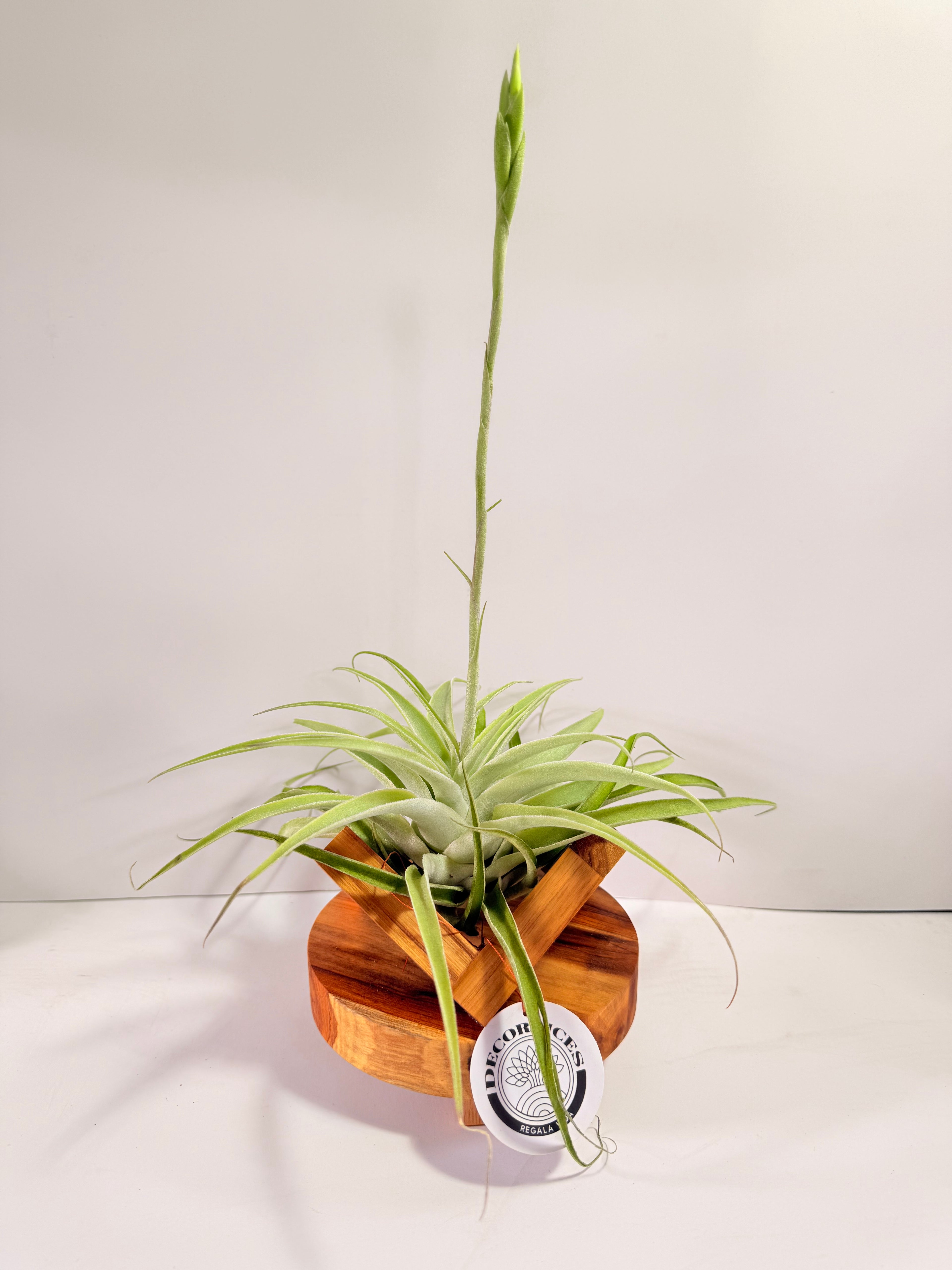 Tillandsia Cacticola regular form botón