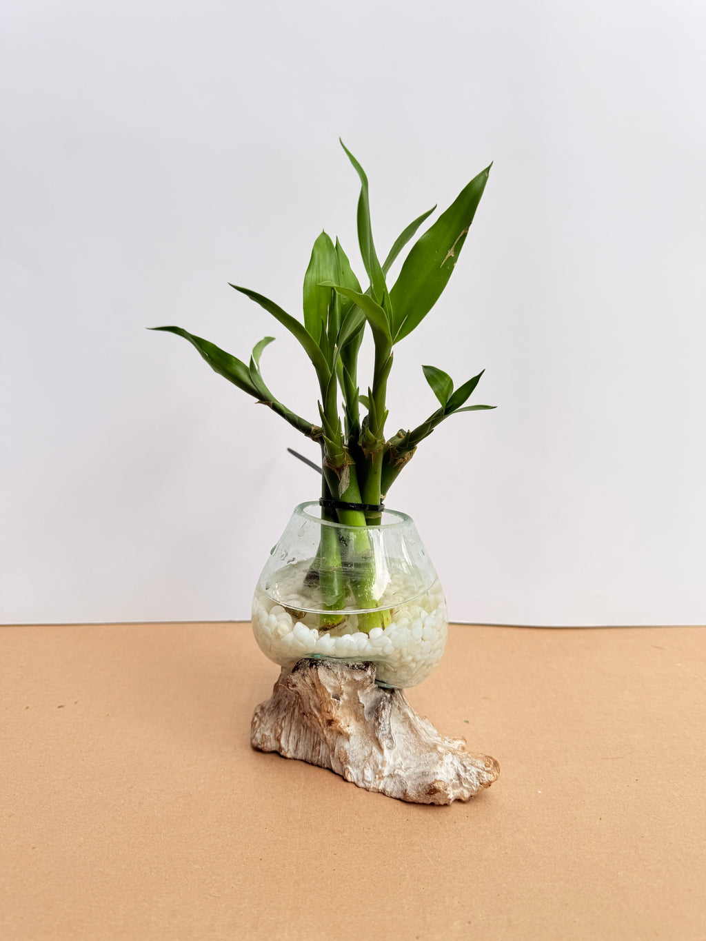 Kit Bamboo + vidrio fundido + base madera nogal