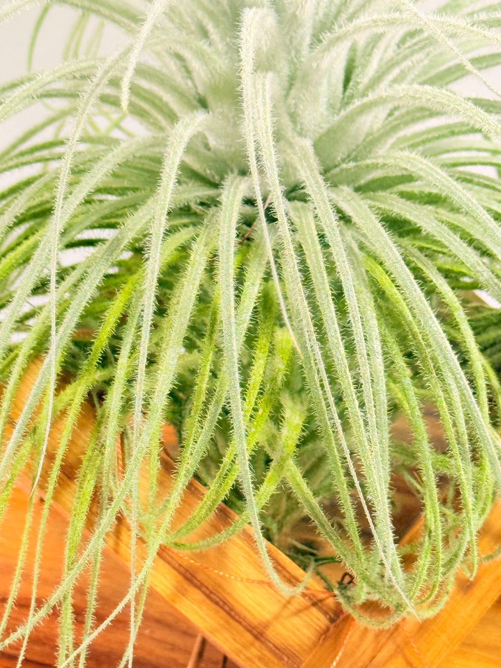 Till. Tectorum + base teca
