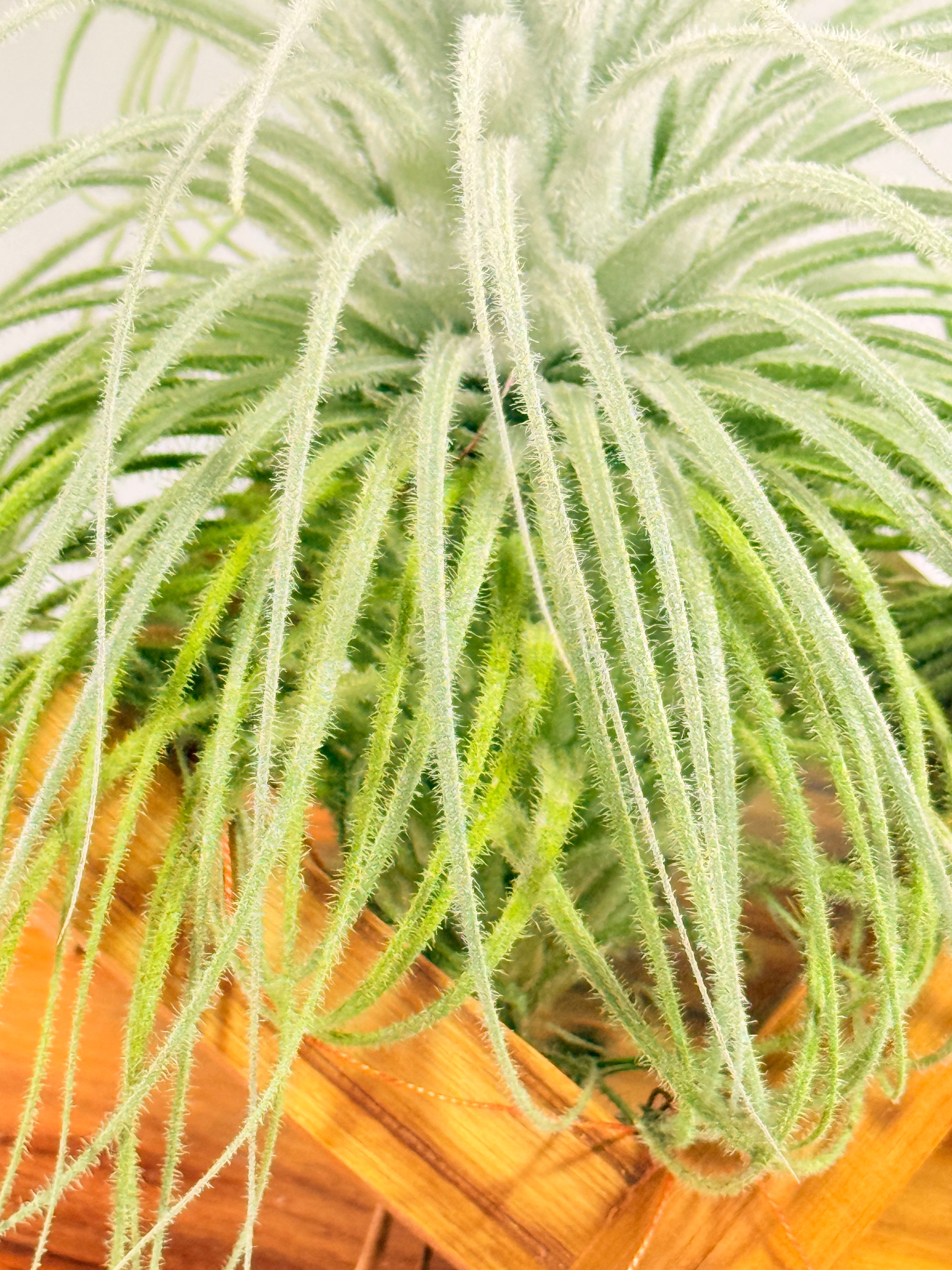 Till. Tectorum + base teca