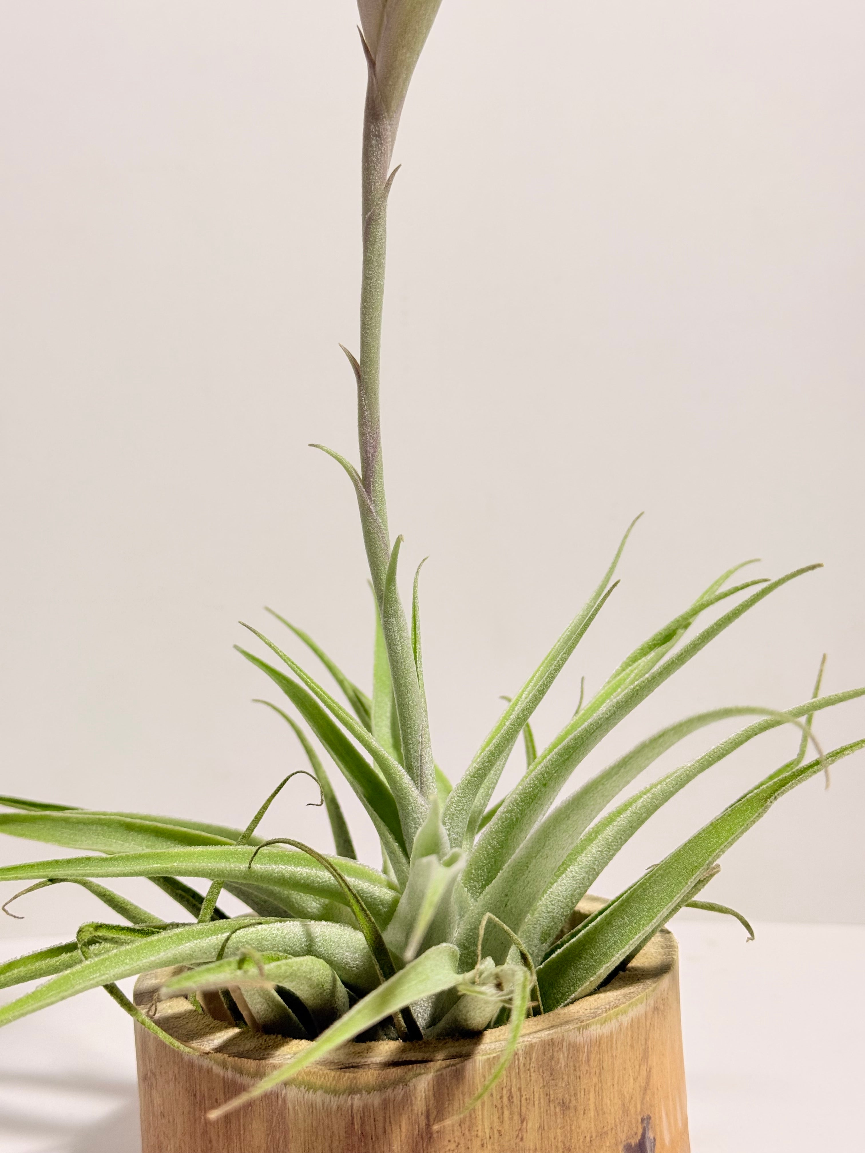 Tillandsia Cacticola regular form botón