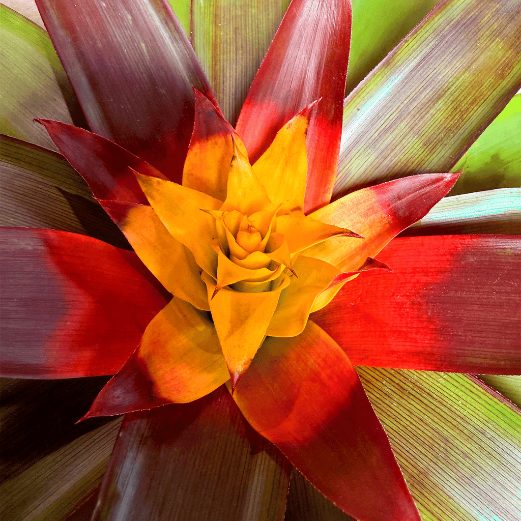 koke Bromelia Guzm. Mia