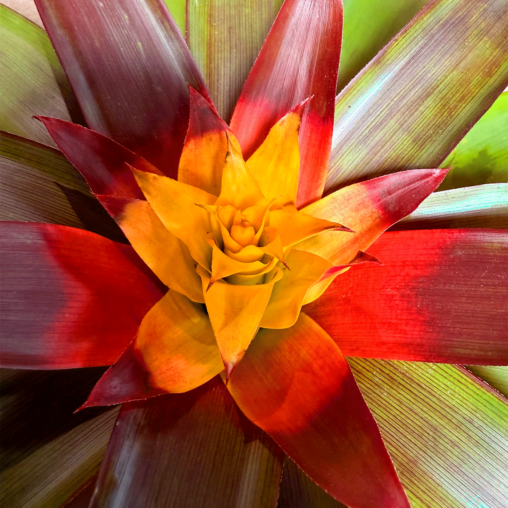 koke Bromelia Guzm. Mia